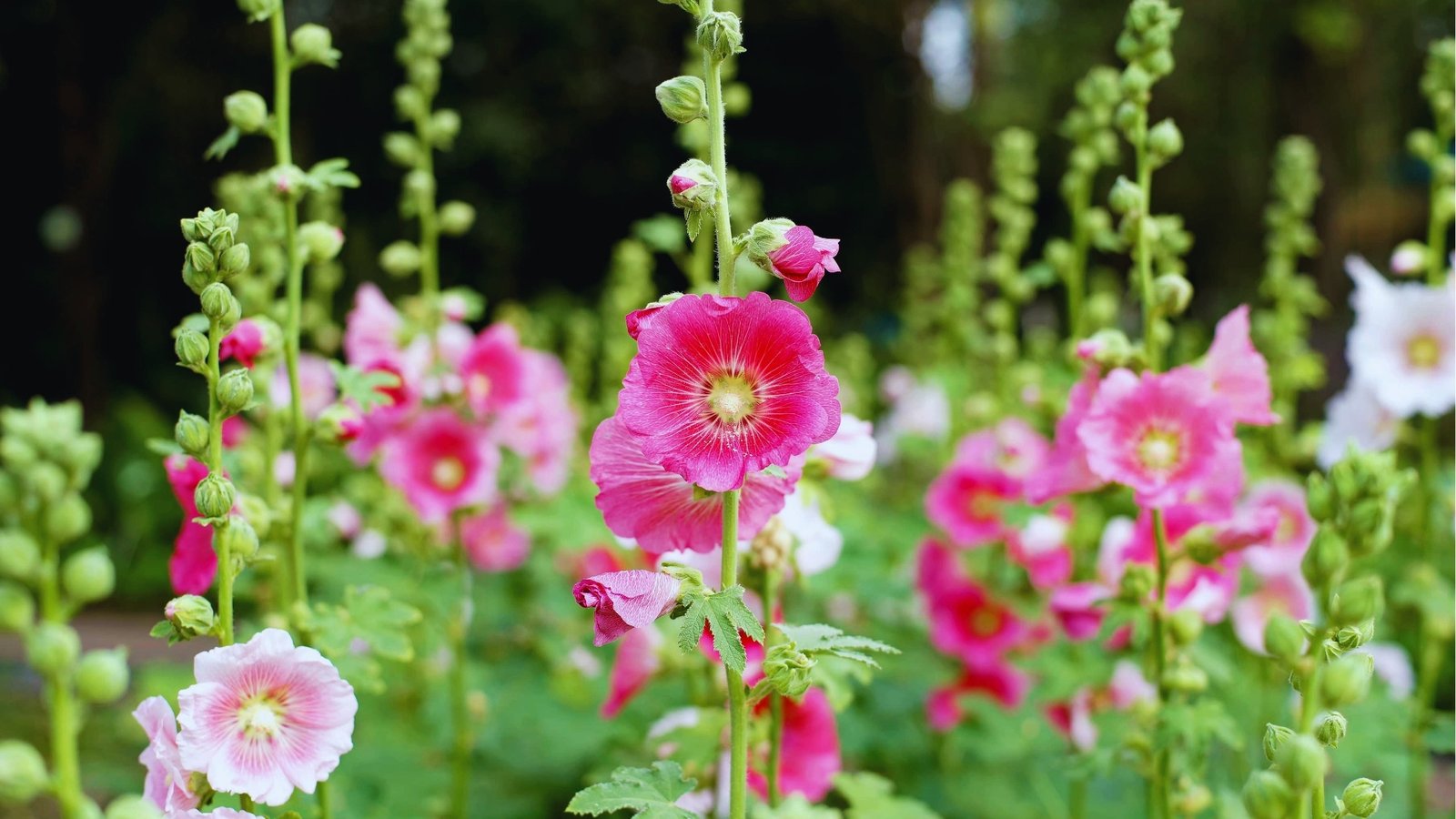 Close-up of bright pink hollyhock blooms with white centers and unopened green buds on tall stalks in the garden.
