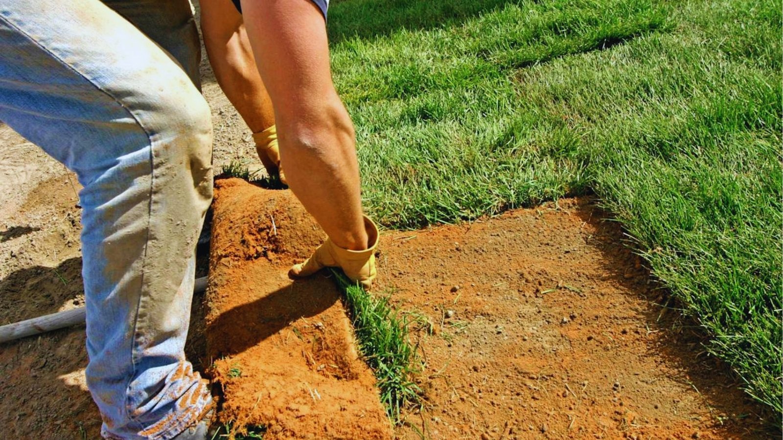 Person in jeans and gloves laying roll of fresh sod onto prepared dirt soil with other sod pieces already installed.