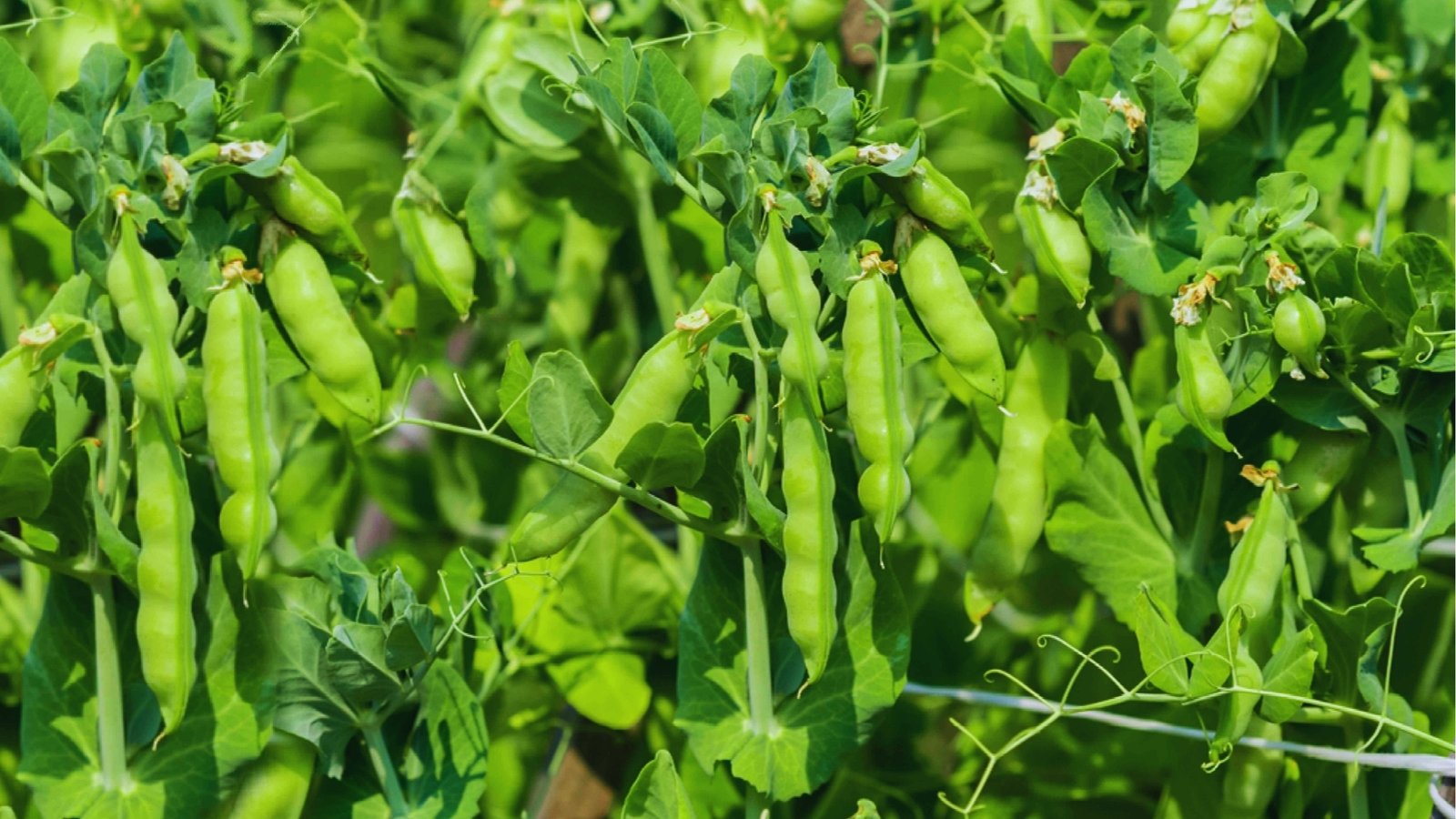 Dense pea plants with multiple plump green pods hanging from healthy vines in full sun with white support string.
