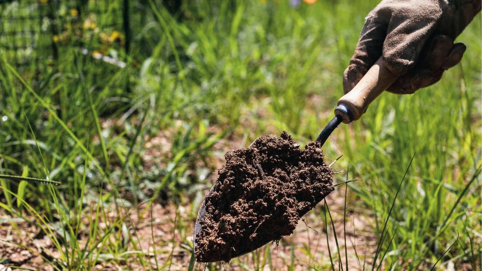 Hand holding trowel with soil in patchy lawn signals soil testing before fertilizing your