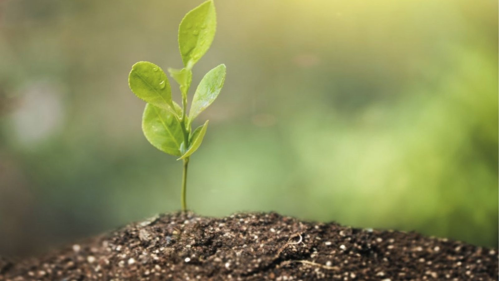 Young lime tree seedling sprouting from rich soil, first step to grow limes at home in garden
