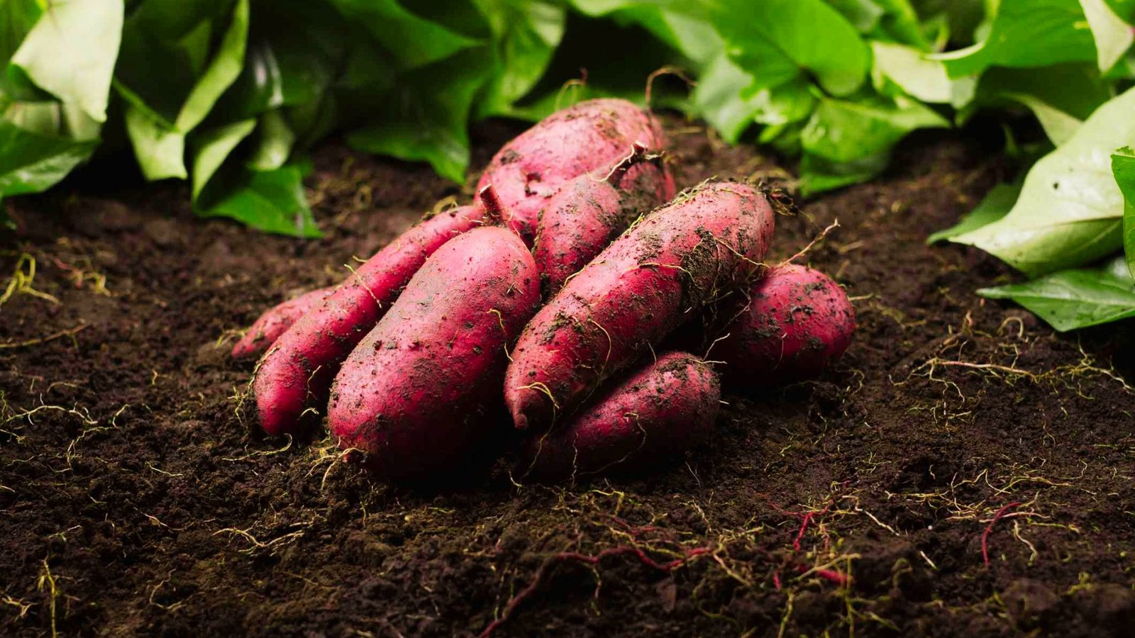 Cluster of soil-covered red sweet potatoes resting on dark earth with green leaves behind
