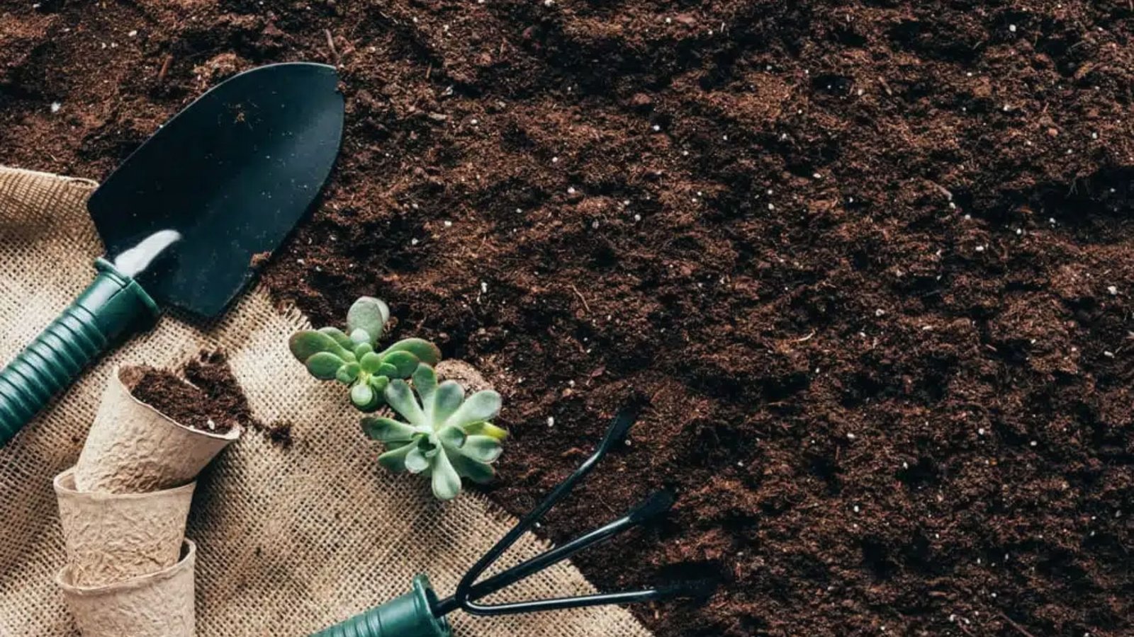 Flat lay of dark garden soil with gardening tools, peat pots, and two succulents on burlap fabric. 