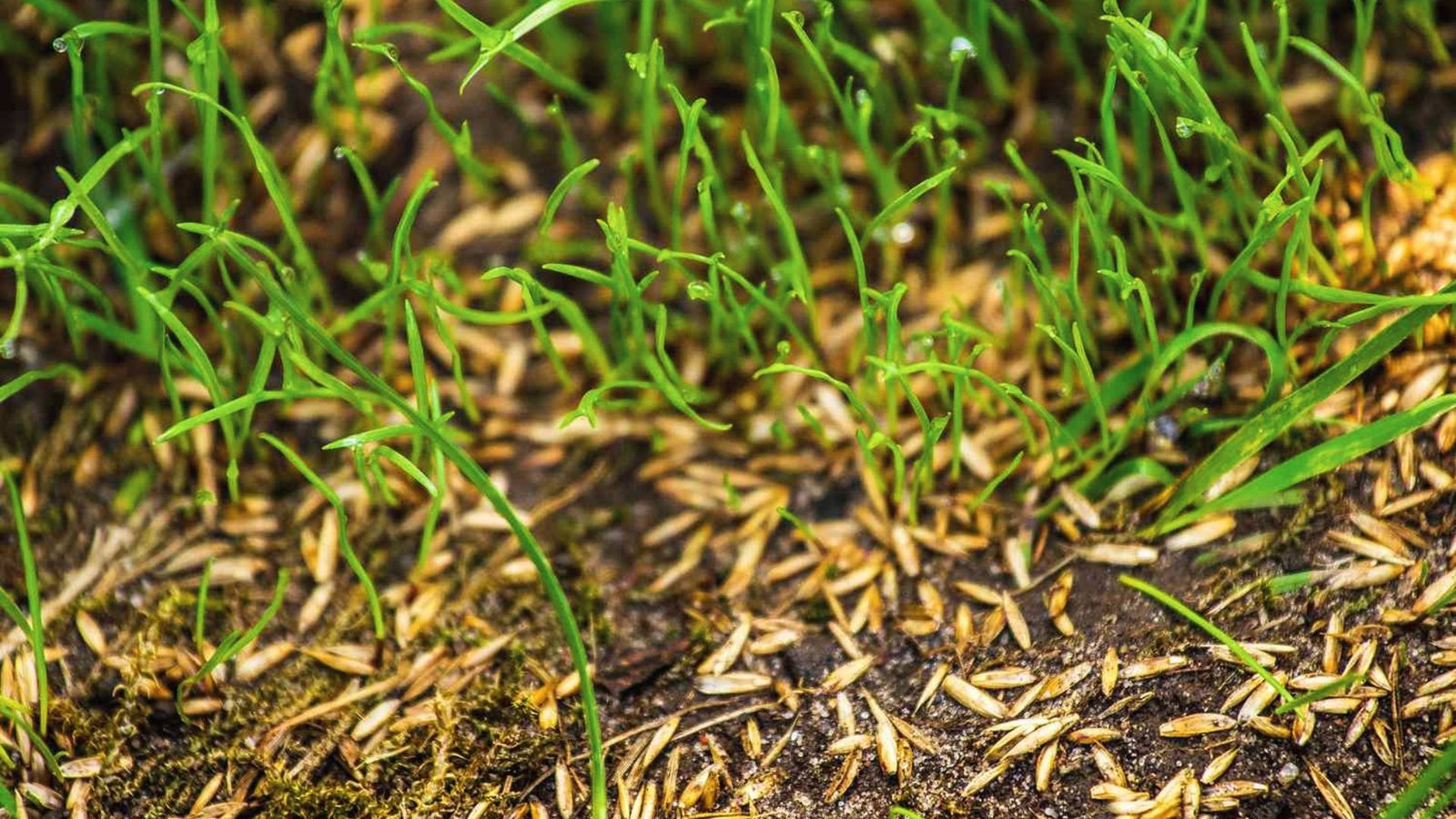 Fresh grass seedlings and un-germinated seeds cover moist soil among mature blades.