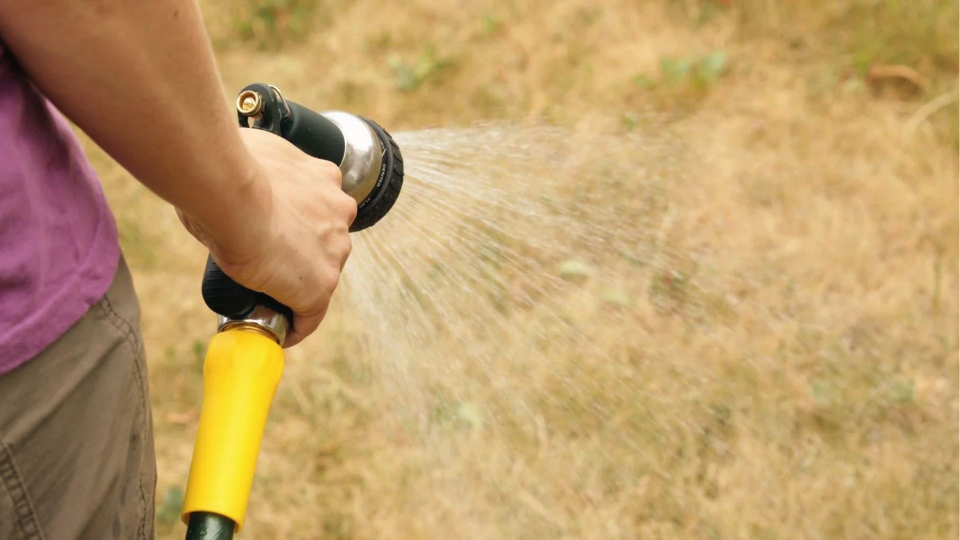 Person watering dry, drought-like lawn spots that can indicate hidden grub damage underneath