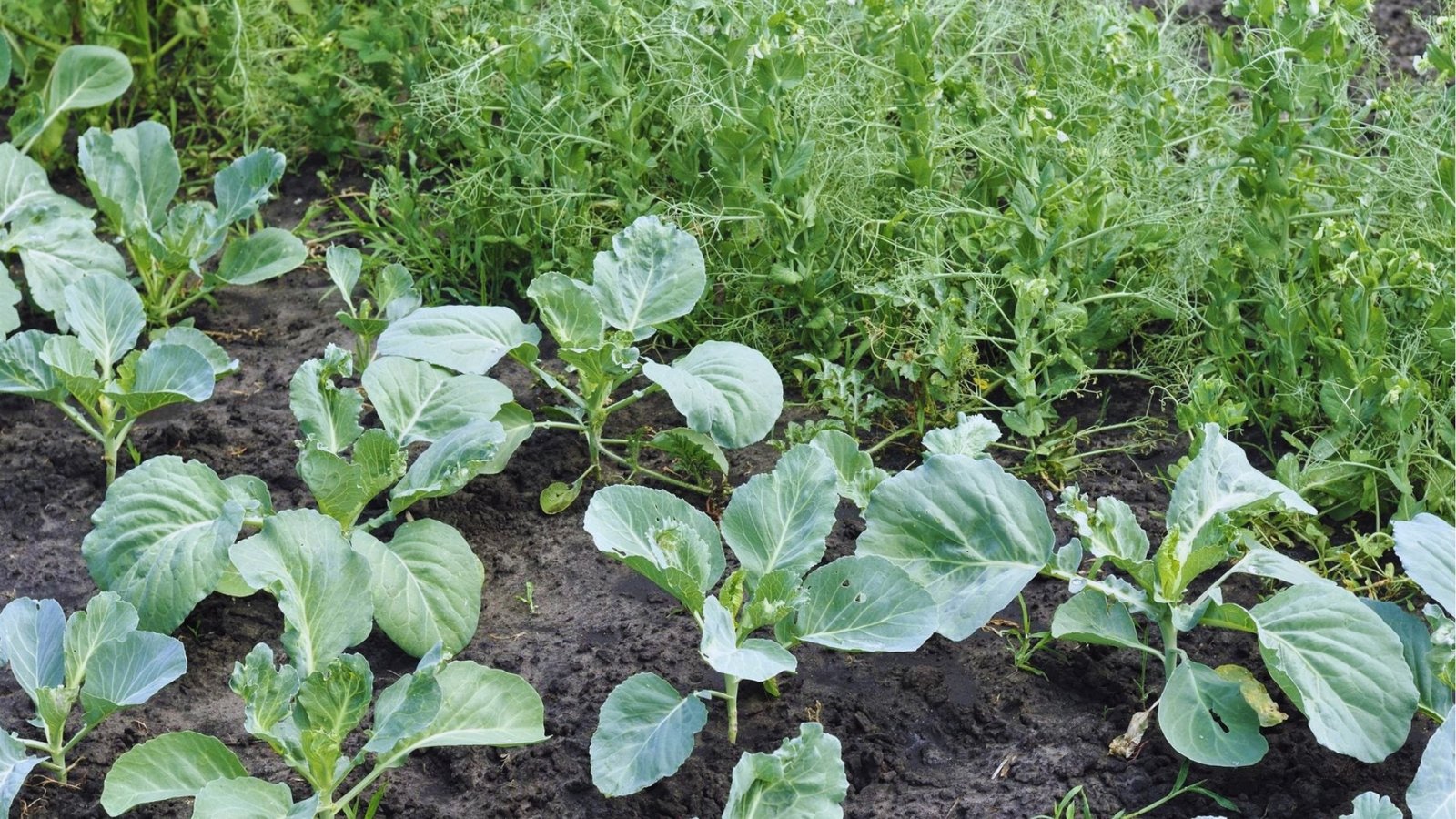 Garden bed with young cabbage plants in foreground and tall climbing pea vines with white flowers planted together as companions.
