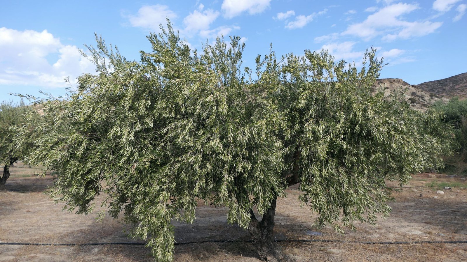 Koroneiki Olive Trees Large, wide-canopy olive tree with dense foliage and drip irrigation line in a dry orchard.