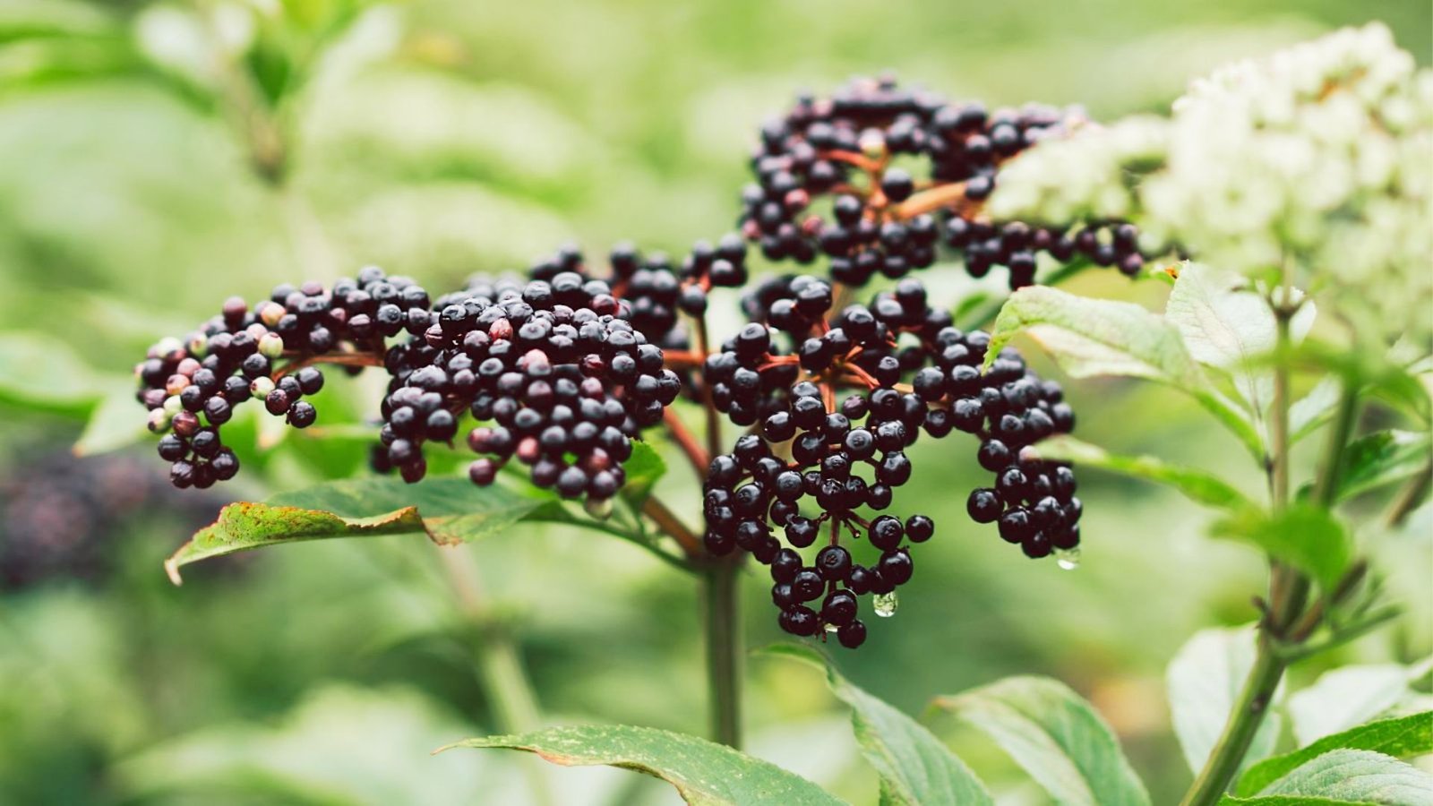 Mixed tree-grown berries are shown as examples of fruit that grows above the ground on trees.