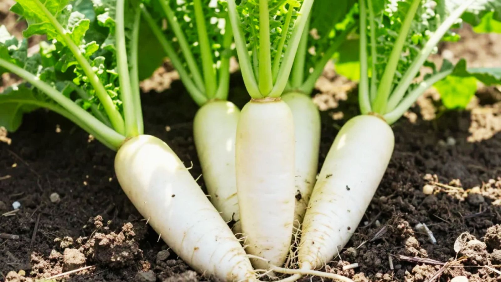 White daikon radishes with green leafy tops stand upright in dark garden soil