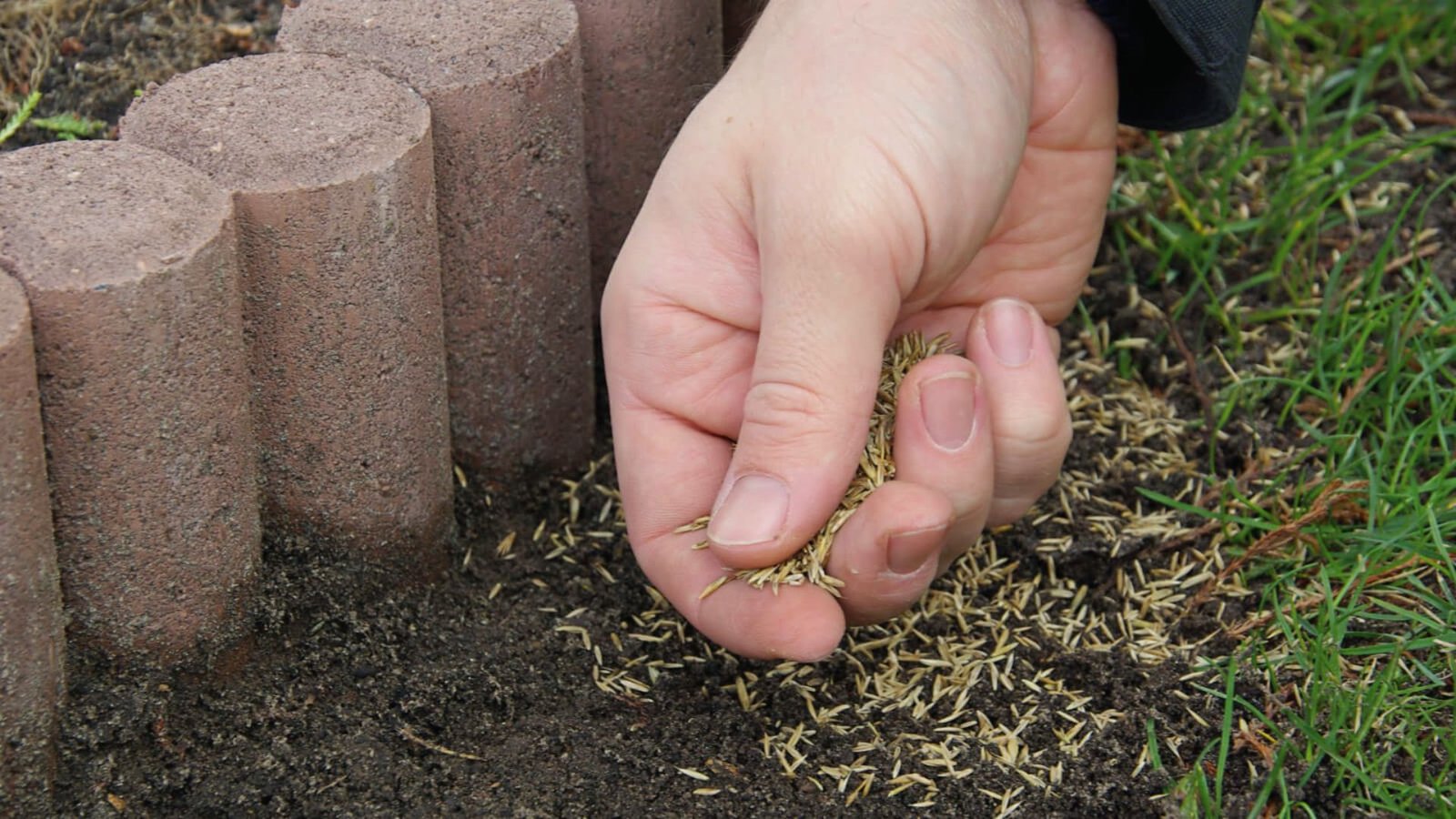 Hand spreads grass seed along a garden border next to scalloped edging and existing turf. 