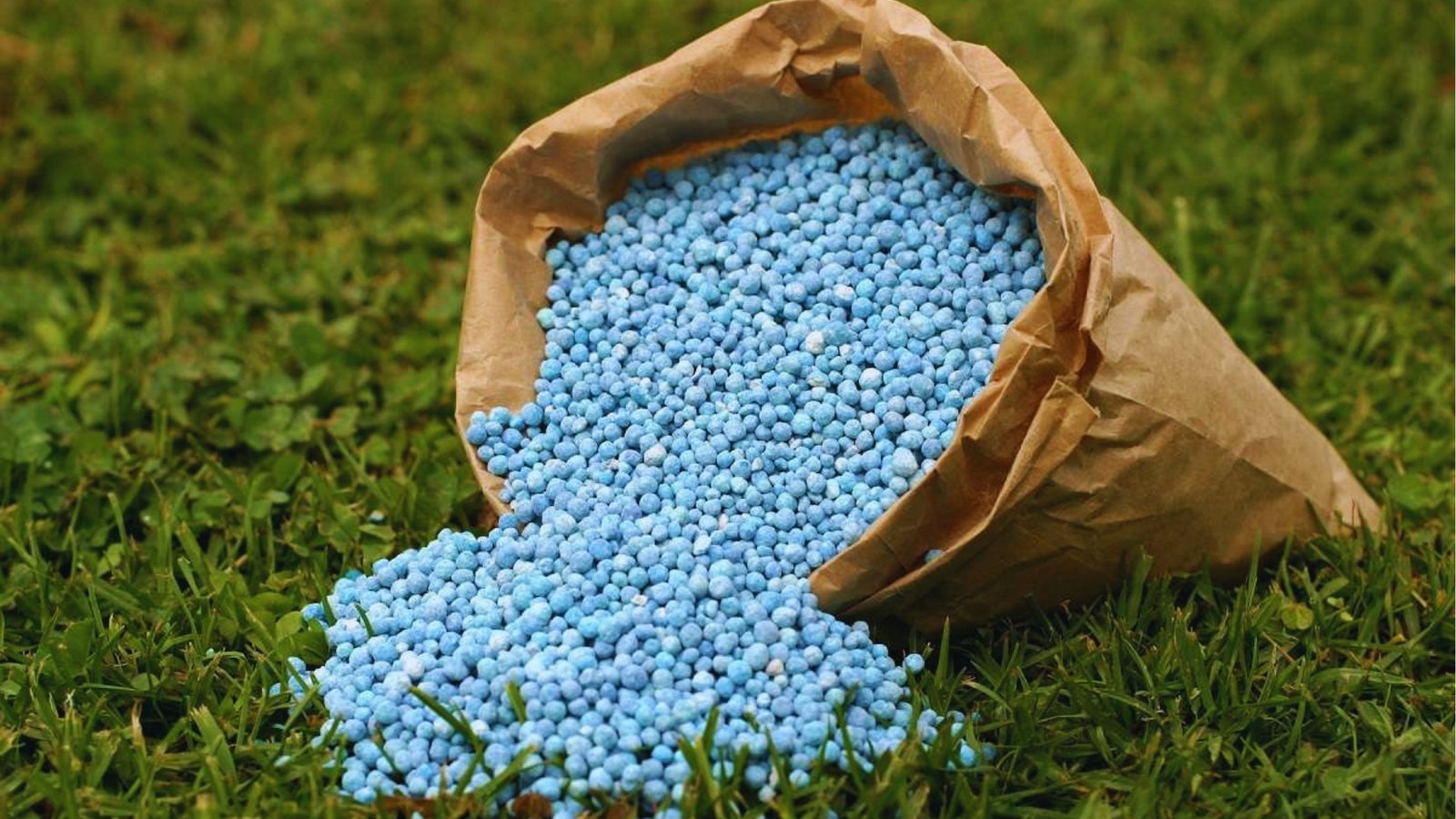 Blue granular fertilizer pellets spilling from brown paper bag onto green lawn for garden care.