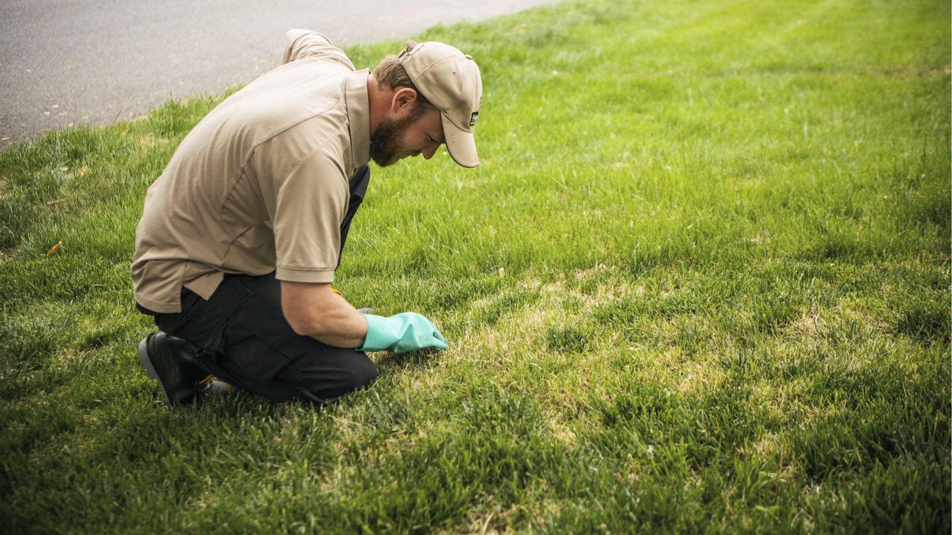 Lawn care tech inspects yellowing grass patches to check for early grub damage signs
