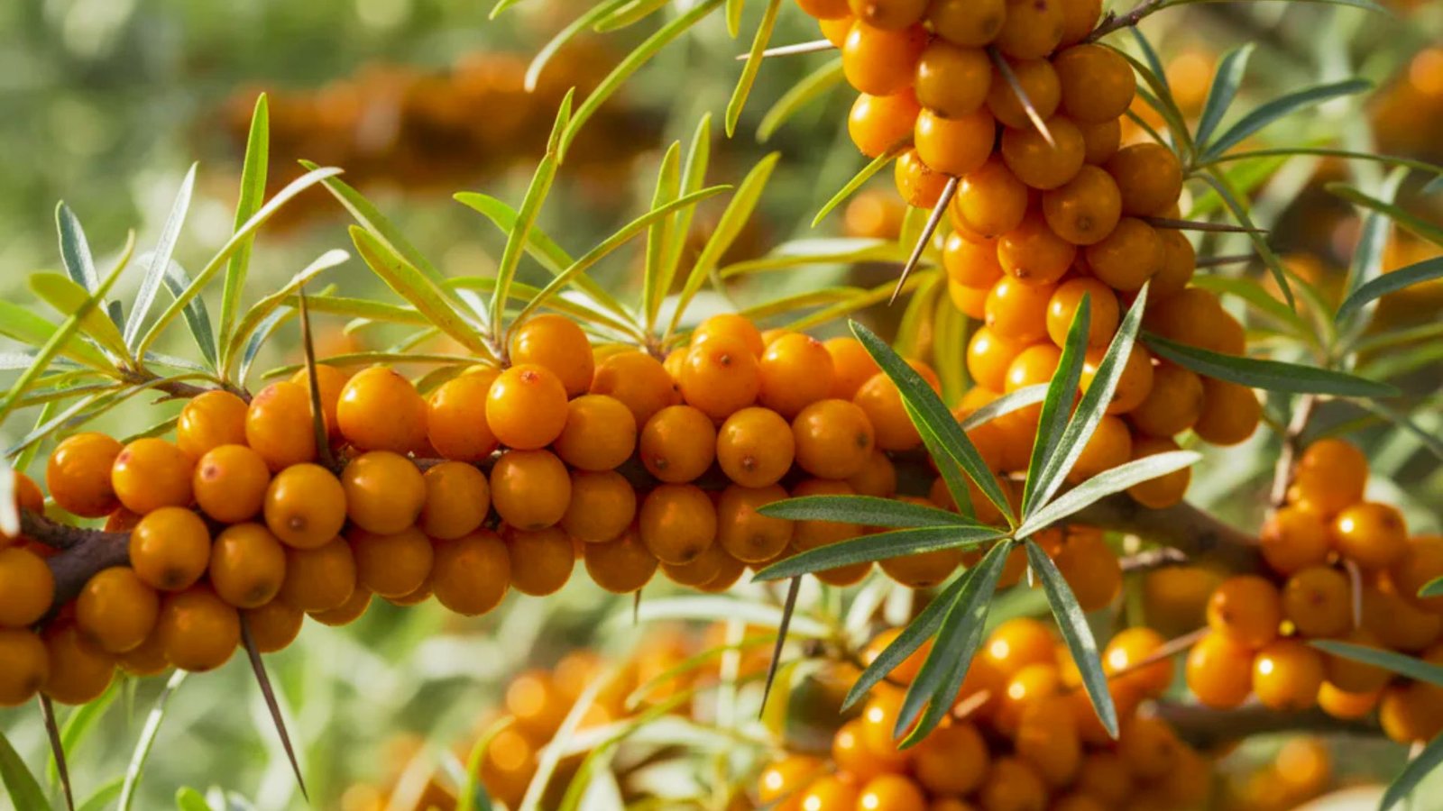 Sea buckthorn berries are bright orange fruit packed tightly along thorny branches with narrow silver-green leaves. 
