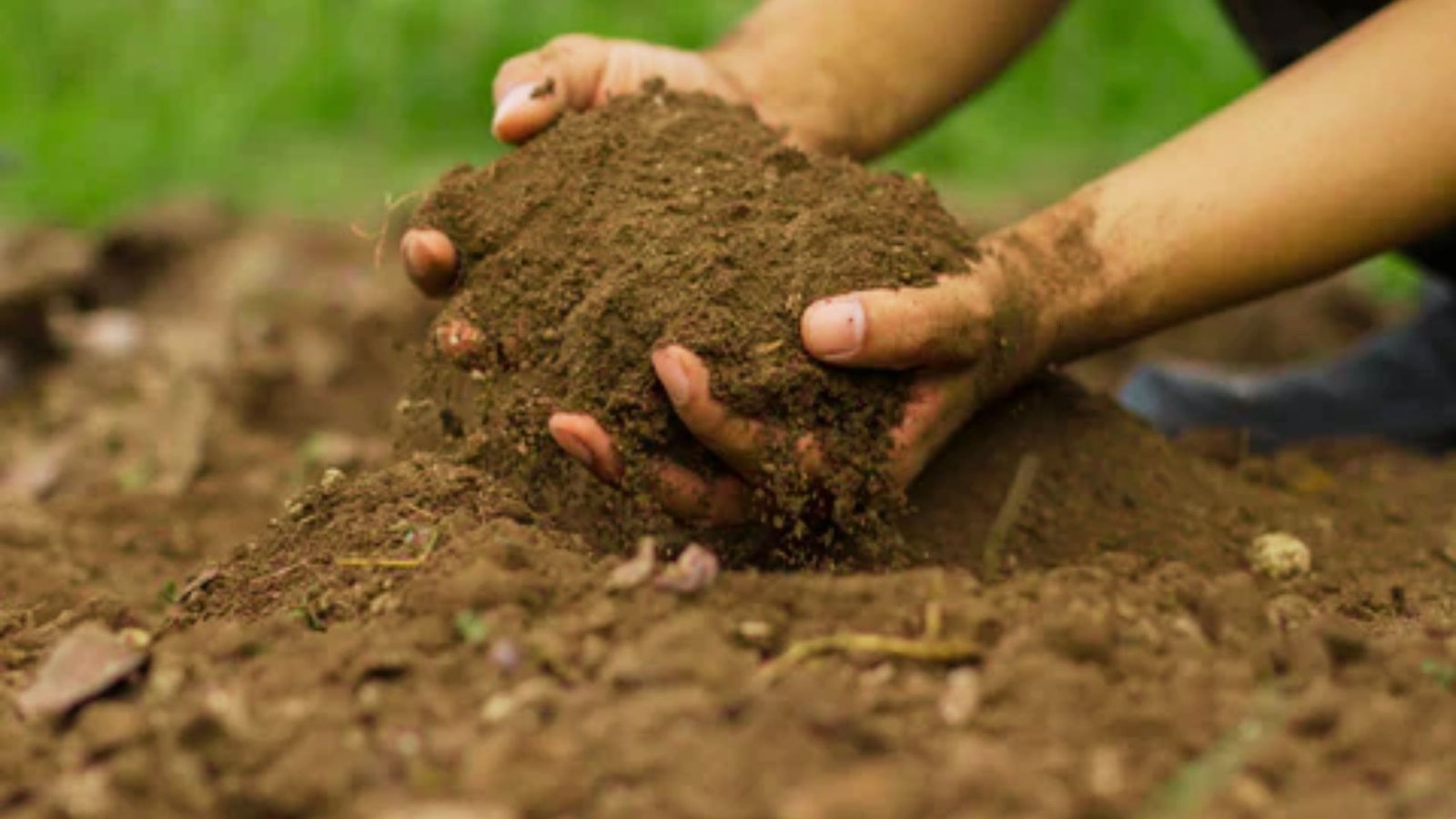 Two hands cup a mound of dark, loose soil above garden earth. 