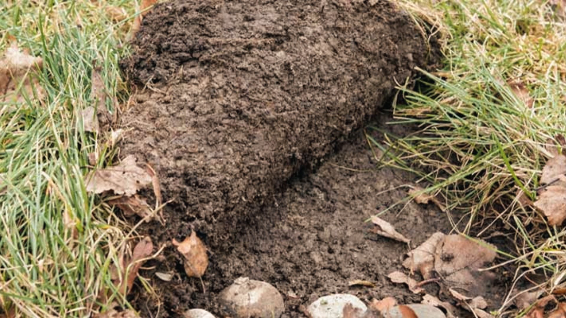 Hand lifts section of dead turf with no root attachment, key sign of severe grub damage
