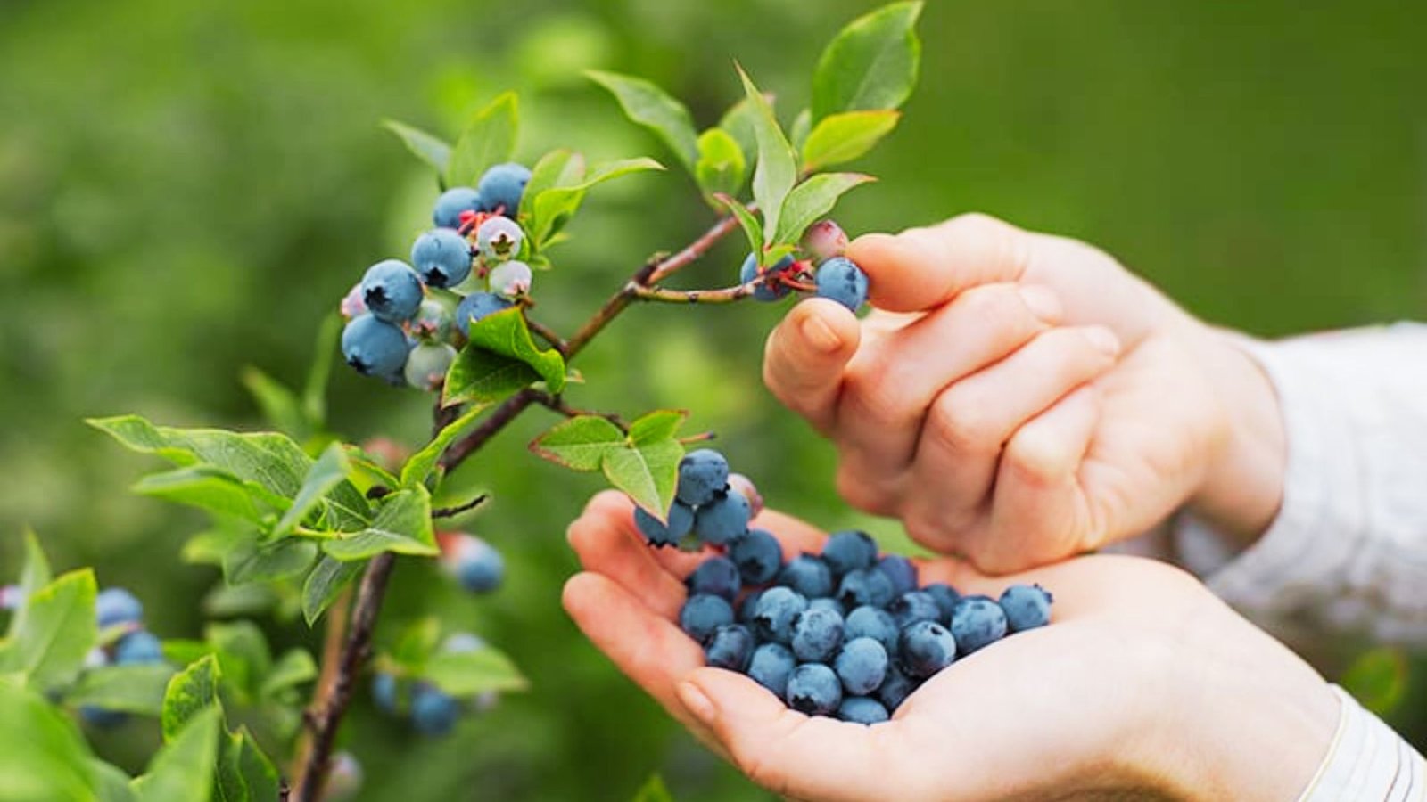 Highbush blueberries are shown with hands gently picking ripe blue berries from a tall branch.