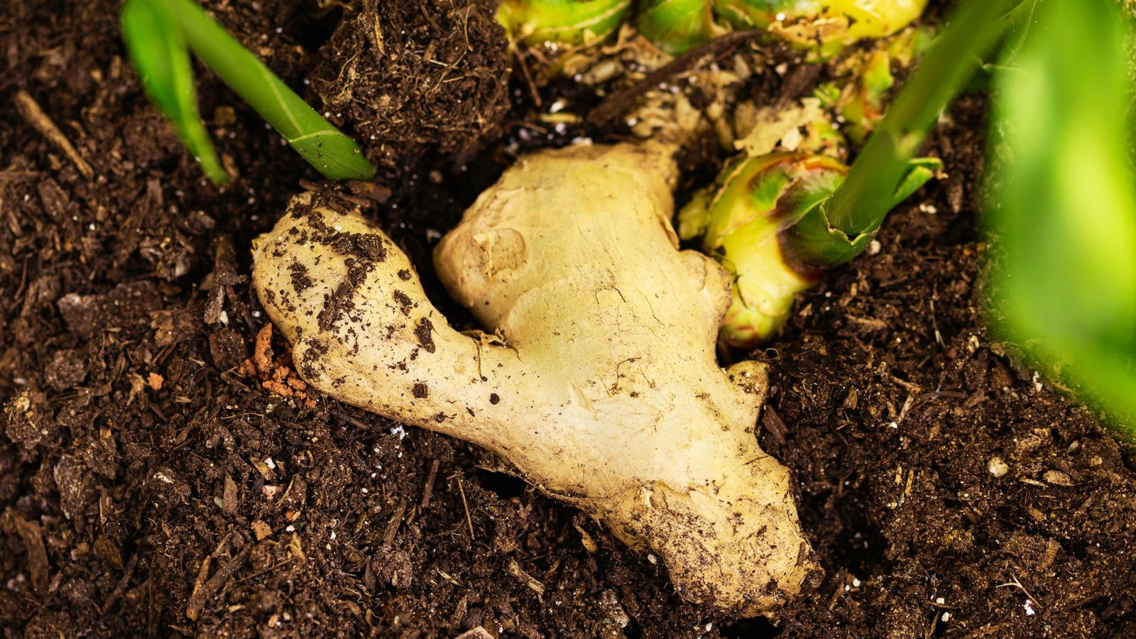 Knobby ginger rhizome partially unearthed in dark soil with green shoots emerging.