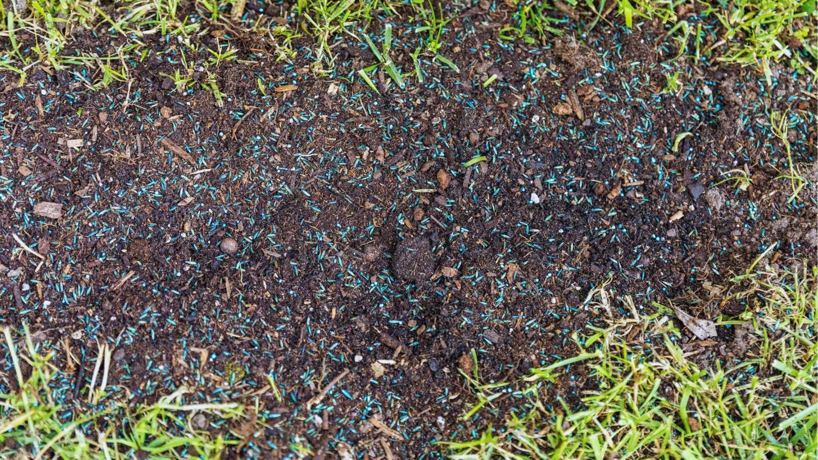 Close-up of dark soil with blue-coated grass seed scattered across bare patches surrounded by existing green grass for overseeding