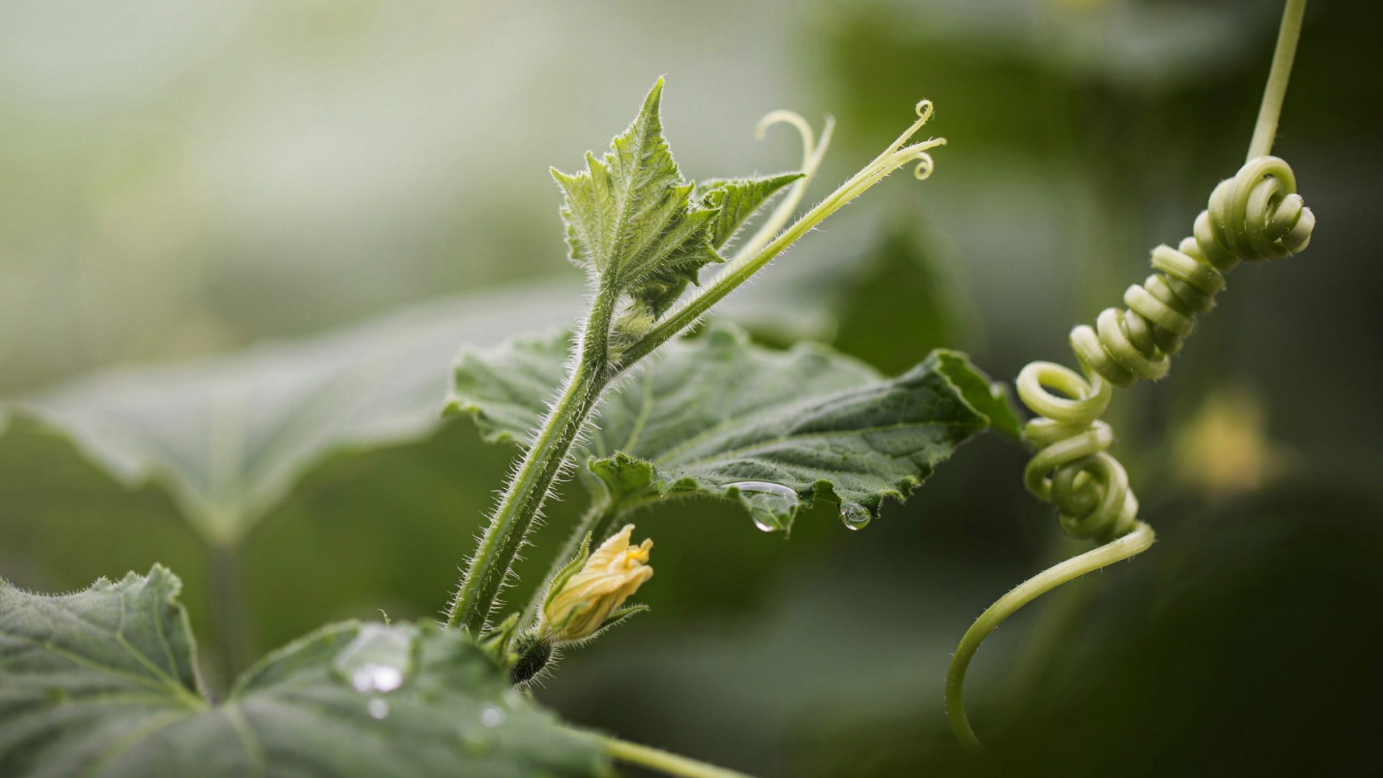 Cucumber sucker and tendril growing from the main vine.