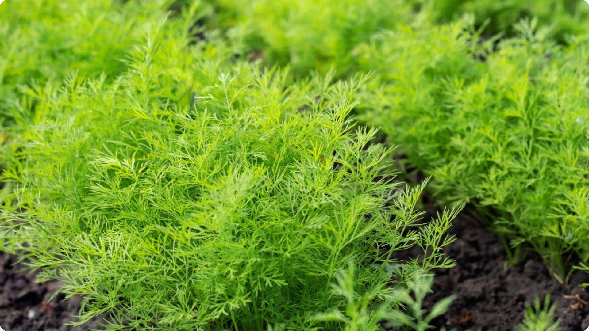 Fresh green dill growing in rows, a fragrant kohlrabi companion plant that attracts beneficial insects and repels pests