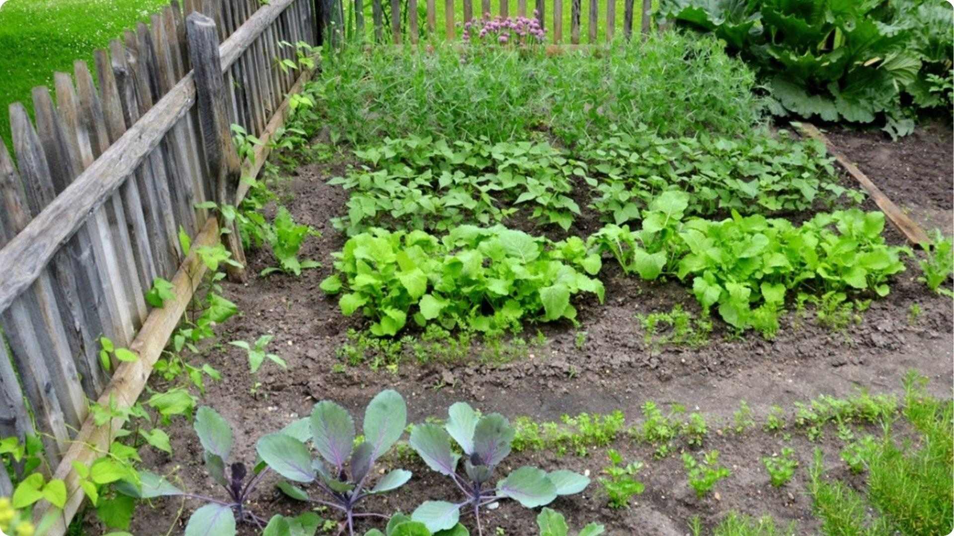 Raised garden bed with kohlrabi, leafy greens, and herbs showing companion planting for healthier pest control