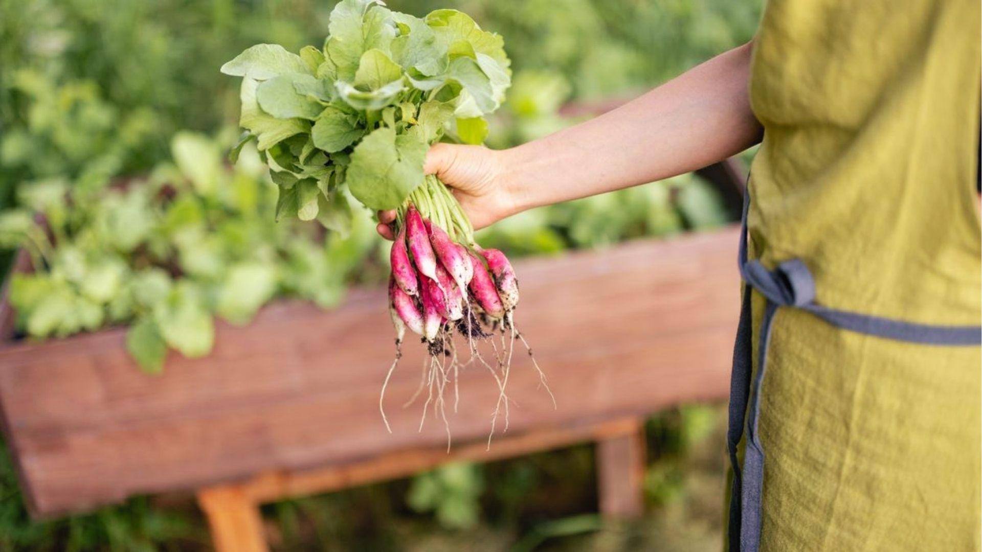 Gardener holding a bunch of long pink-white radishes freshly harvested from a wooden planter box