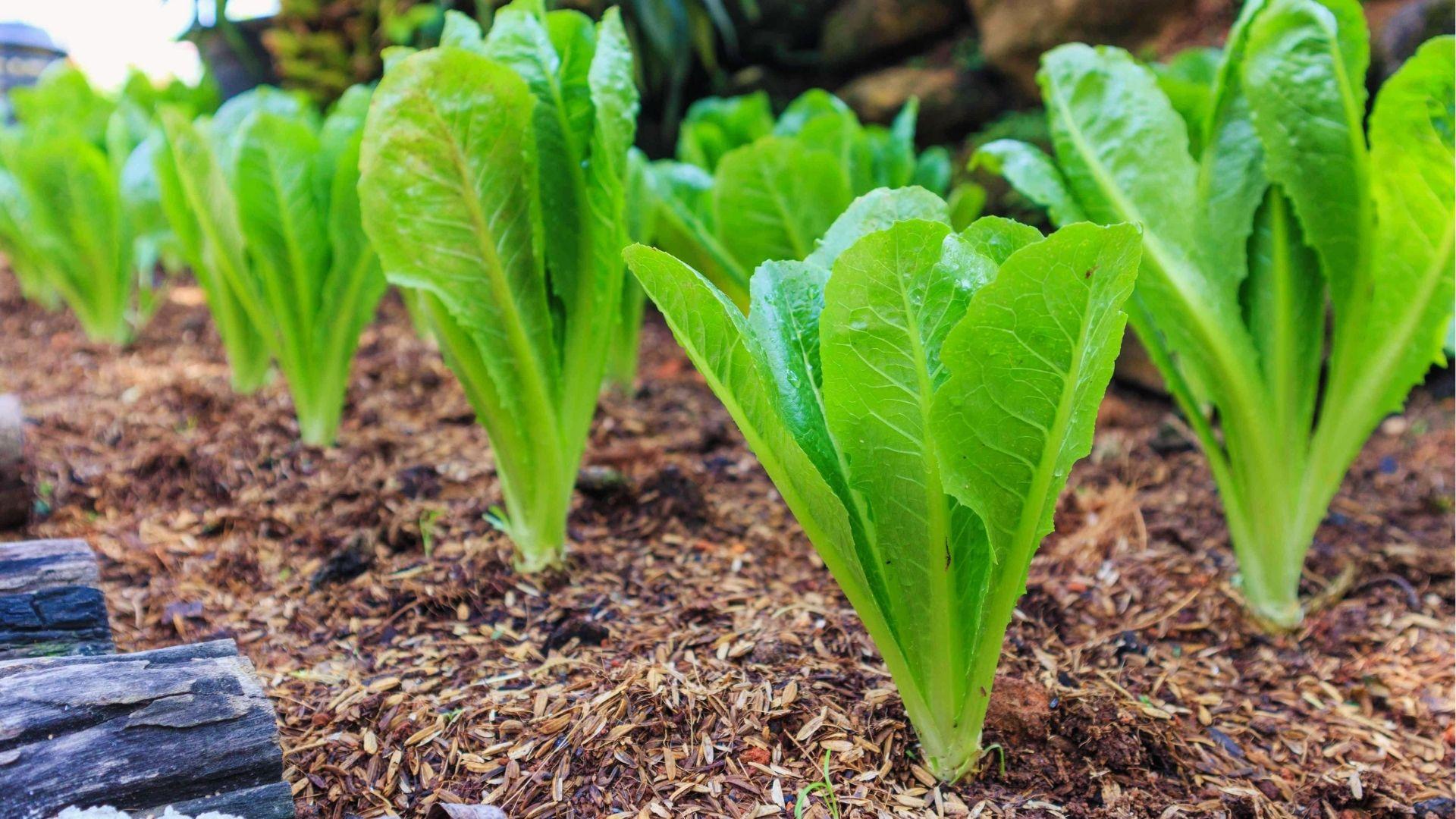 Rows of bright green 1 week old lettuce seedlings growing in mulched soil beside a wooden garden bed.