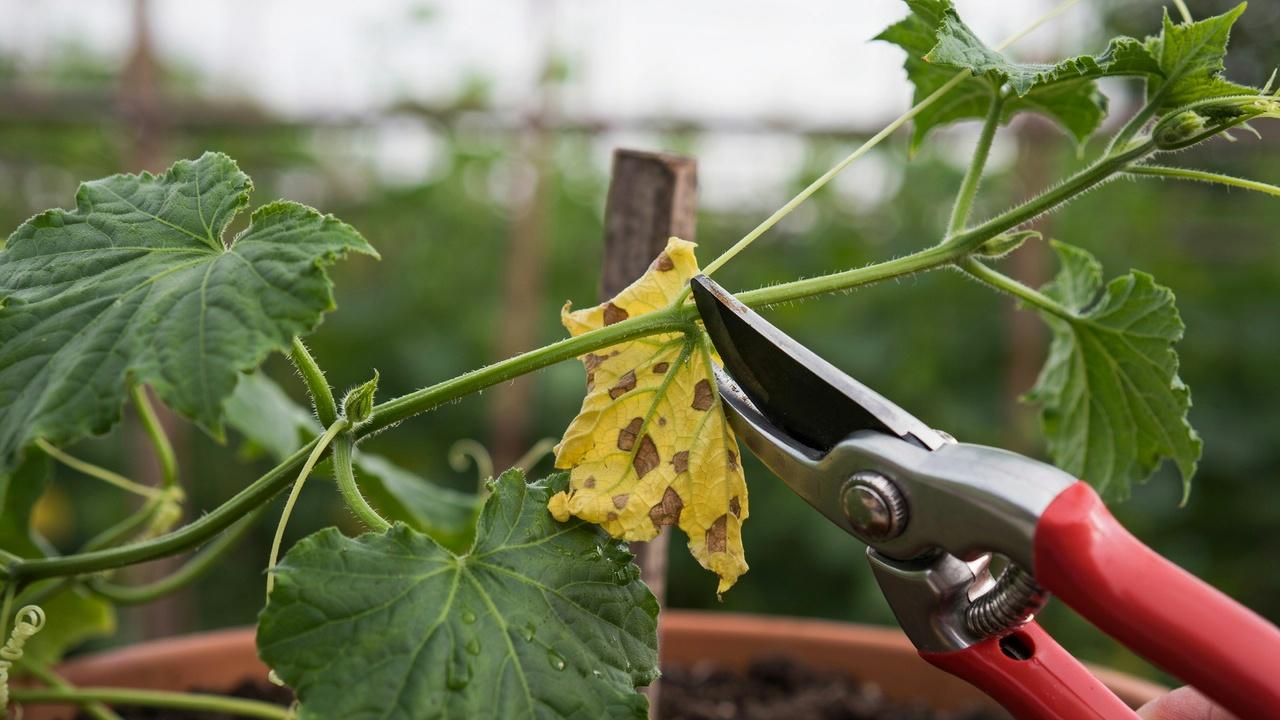 Cutting yellow and damaged leaves from a cucumber plant.
