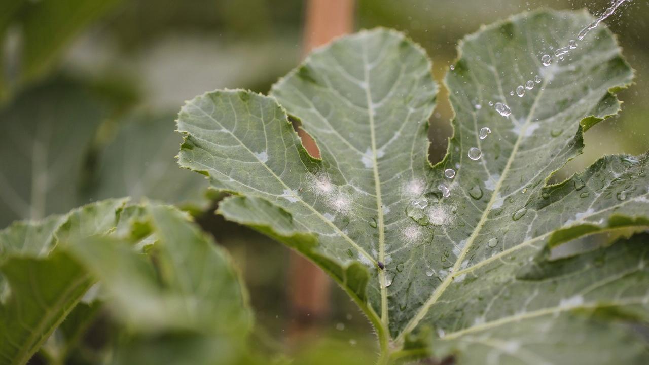 Mild powdery mildew infection on a zucchini leaf.
