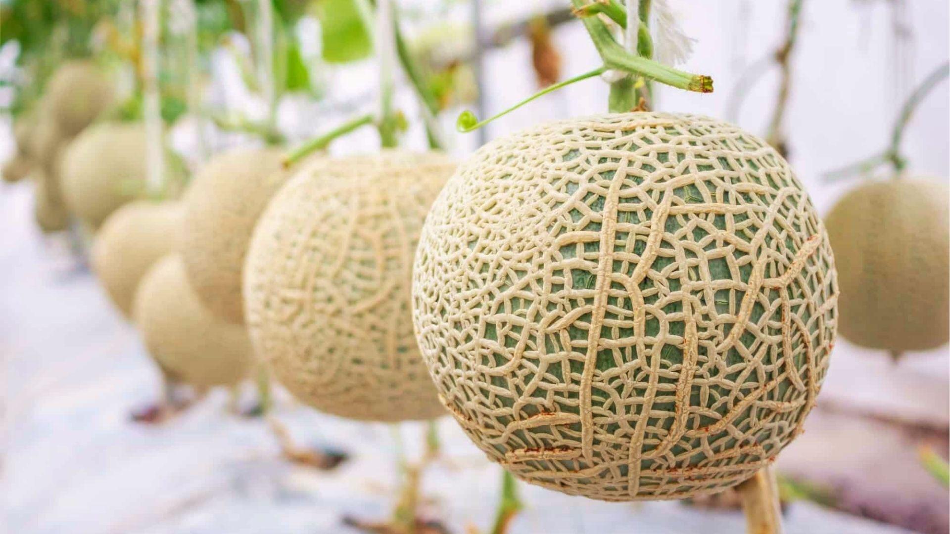 Close up of hanging cantaloupes with dense netting shows mature fruit ready to pick soon.