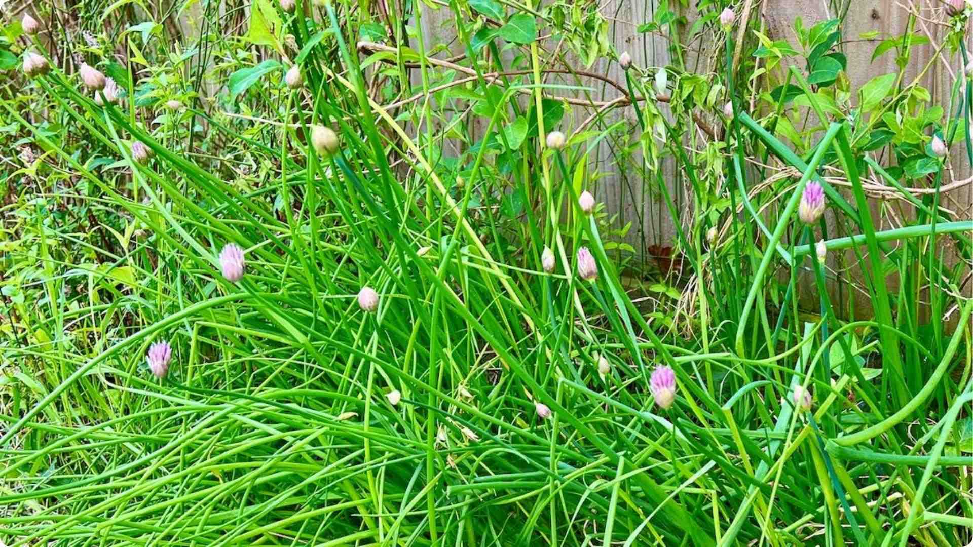 Chives with purple flower buds growing in garden bed, a companion plant that deters aphids from kohlrabi