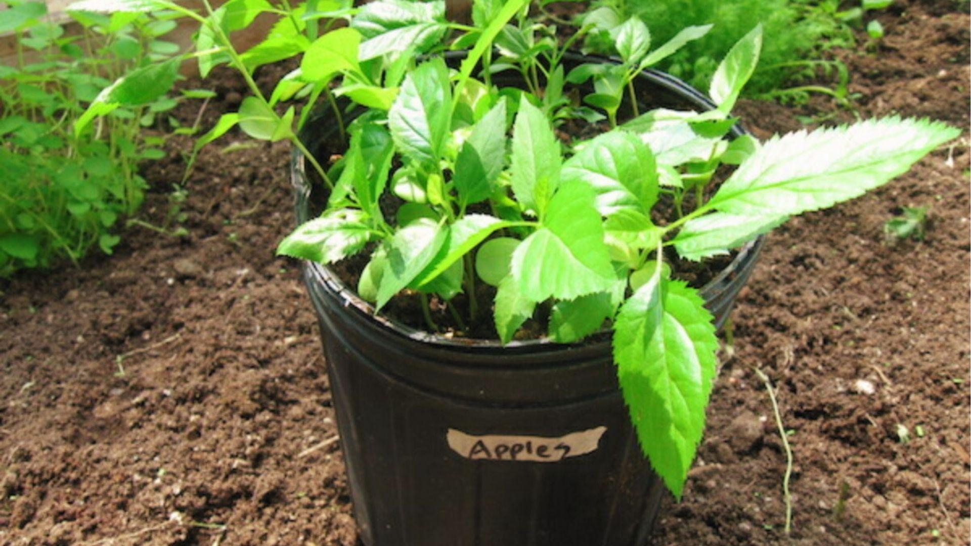 Young apple seedlings in a labeled black pot sprout strong green leaves after germination from seed.