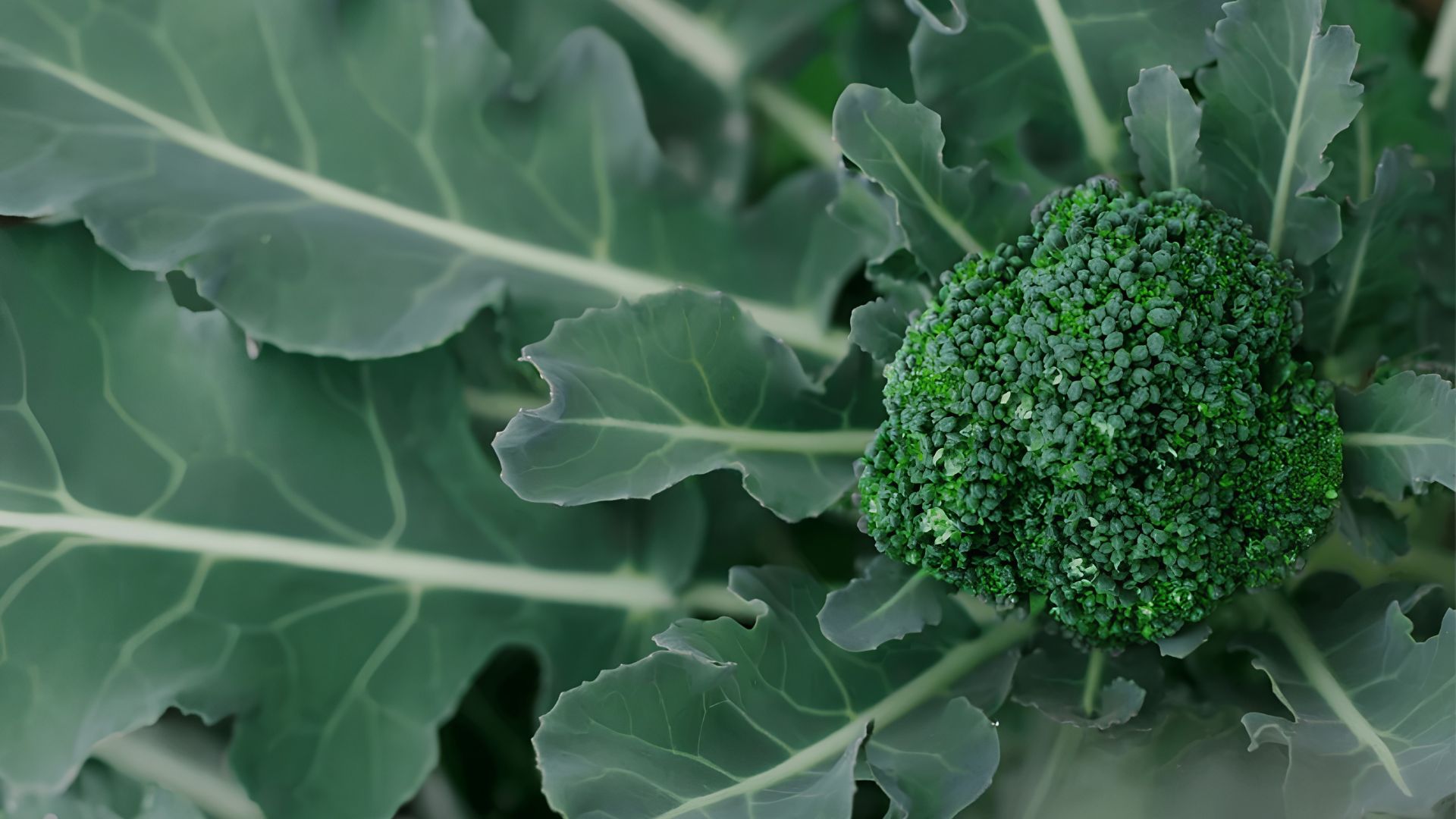 Container garden featuring lush green broccoli plants, demonstrating successful growth in a limited space.
