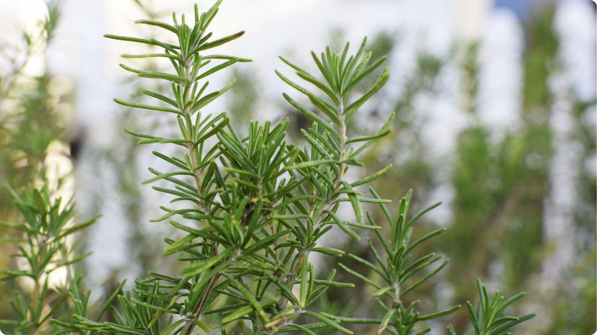 Close-up of fresh rosemary sprigs, an aromatic herb companion that repels cabbage moths from kohlrabi
