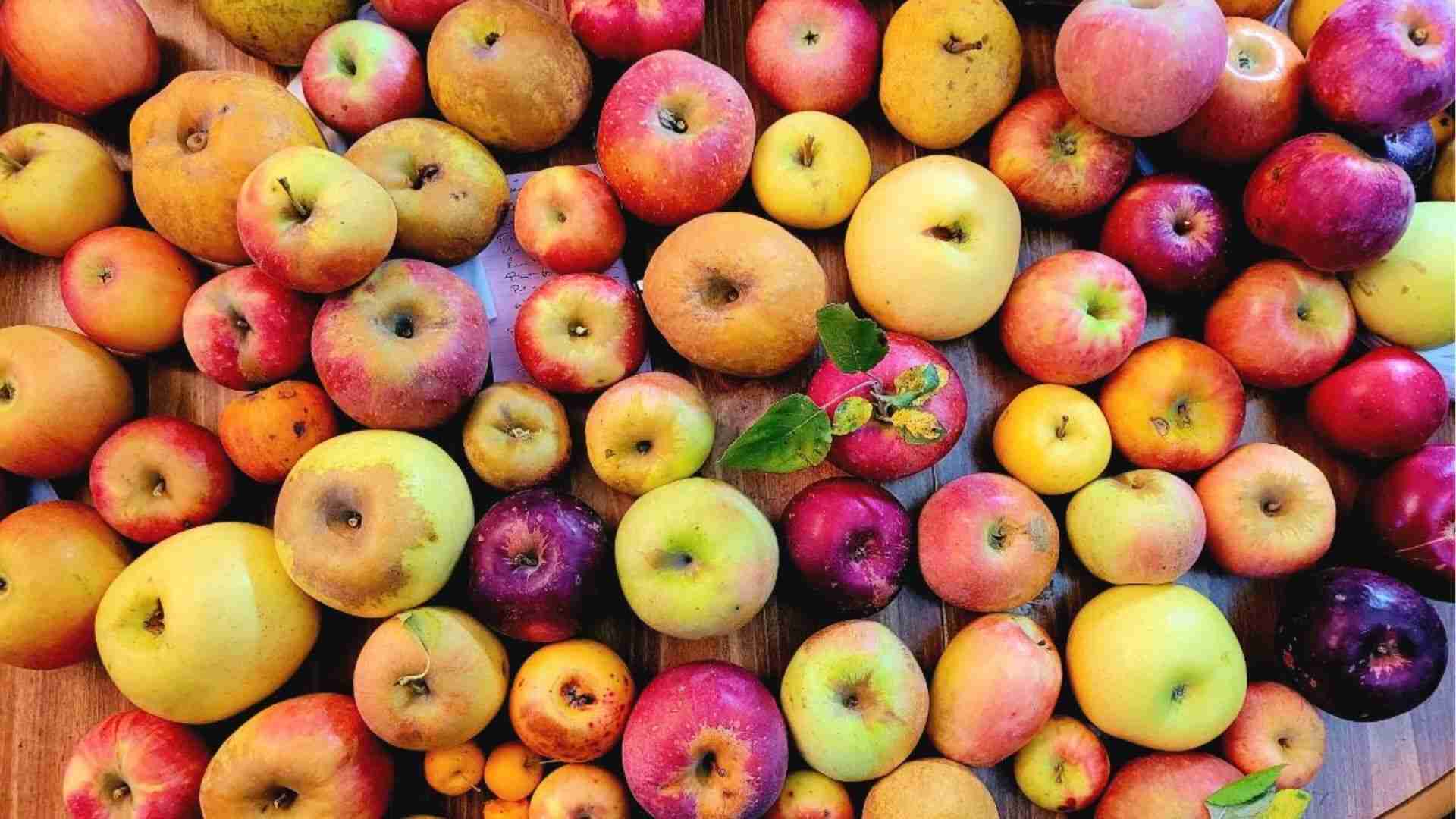 Colorful heirloom apples in many shapes and sizes show genetic variety when growing apples from seed.