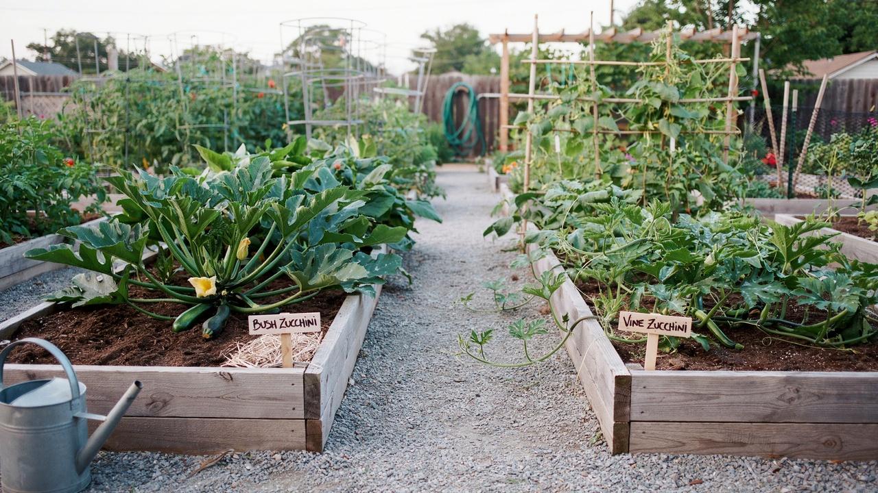 Comparison of bush zucchini and vining zucchini plants growing in a garden.