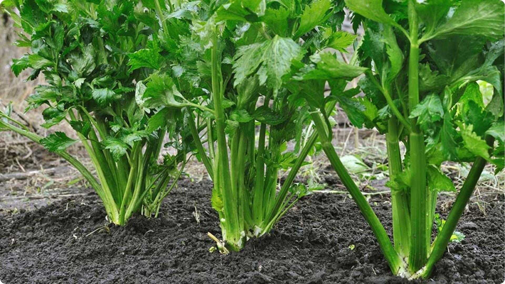 Crisp celery stalks growing in dark garden soil, a moisture-loving companion plant that grows well with kohlrabi
