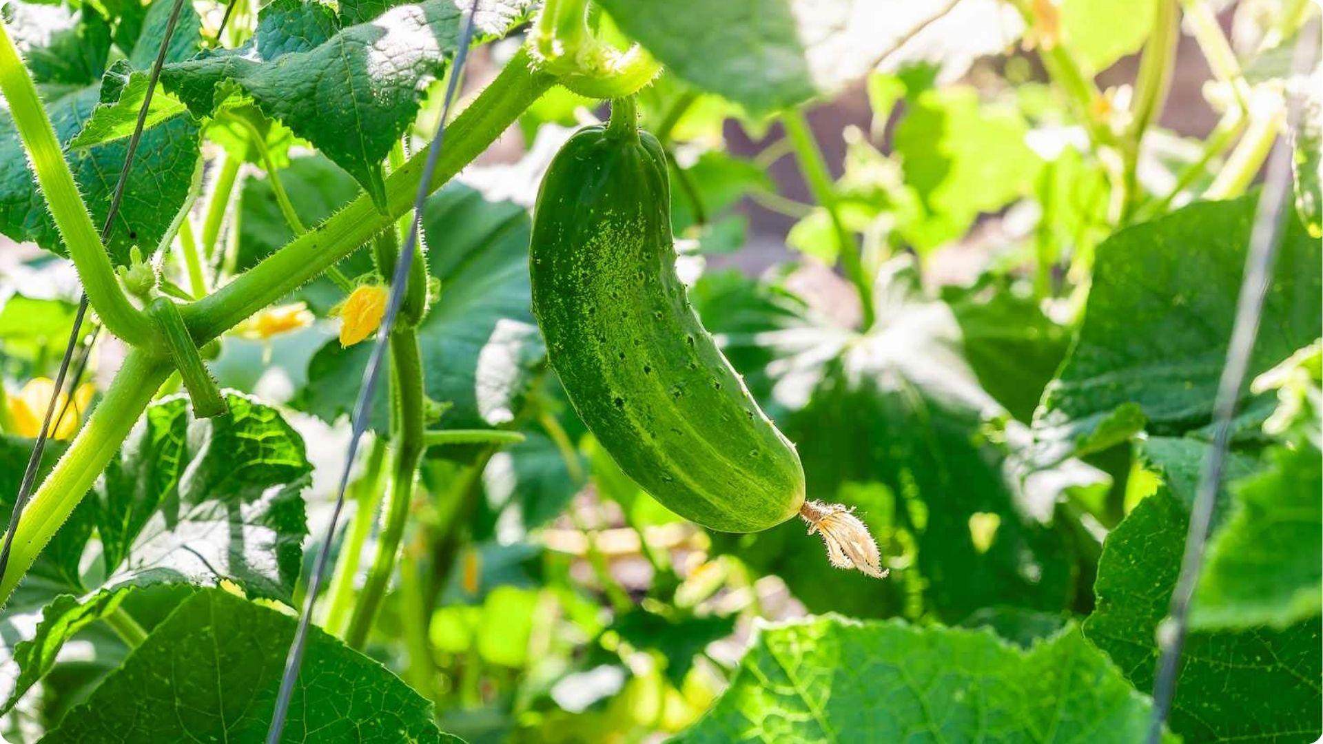 Cucumbers is one of the Best Okra Companion Plants