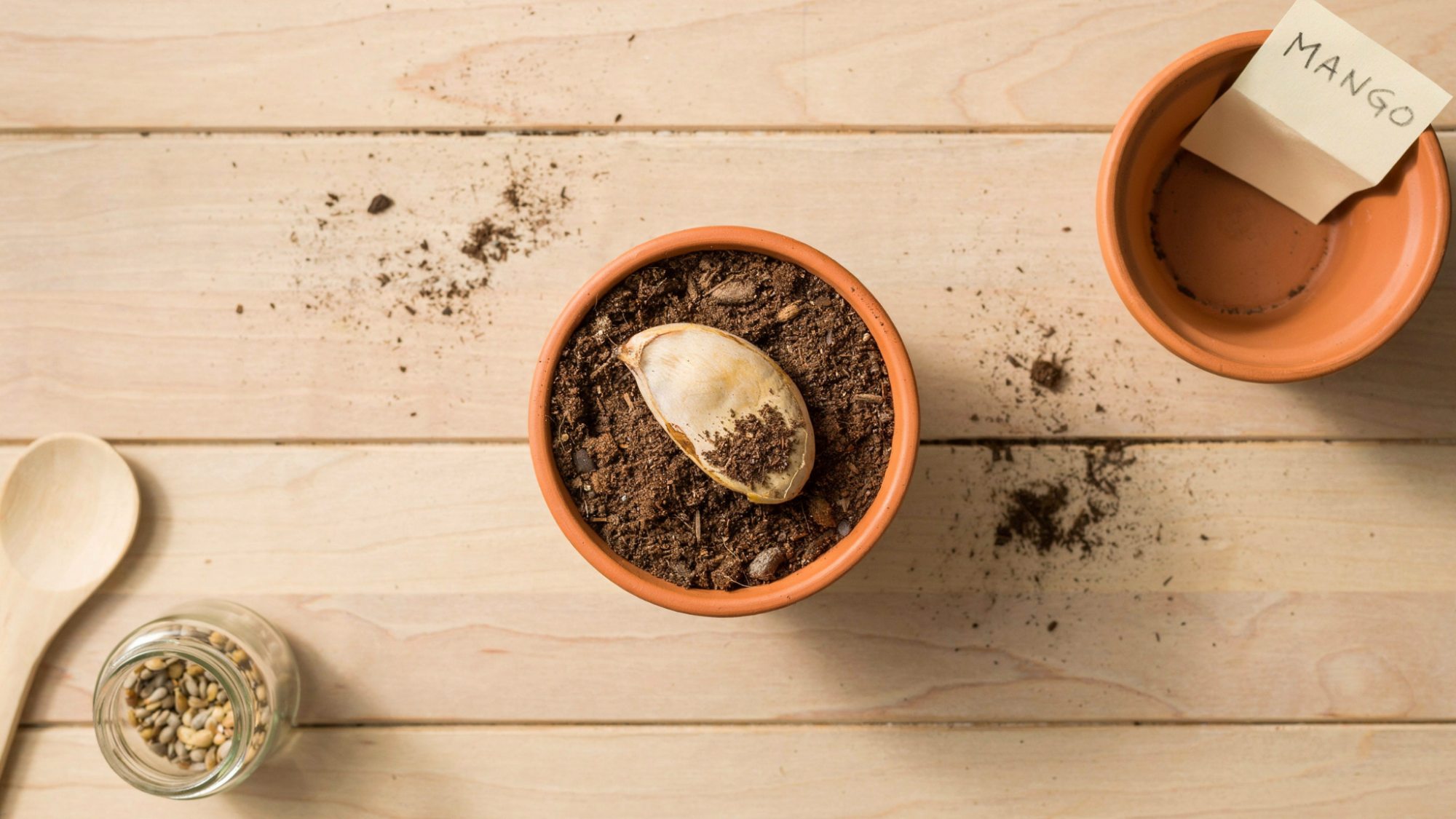 A mango seed placed in a pot with soil and lightly covered, showing the correct planting depth and setup for successful germination at home.