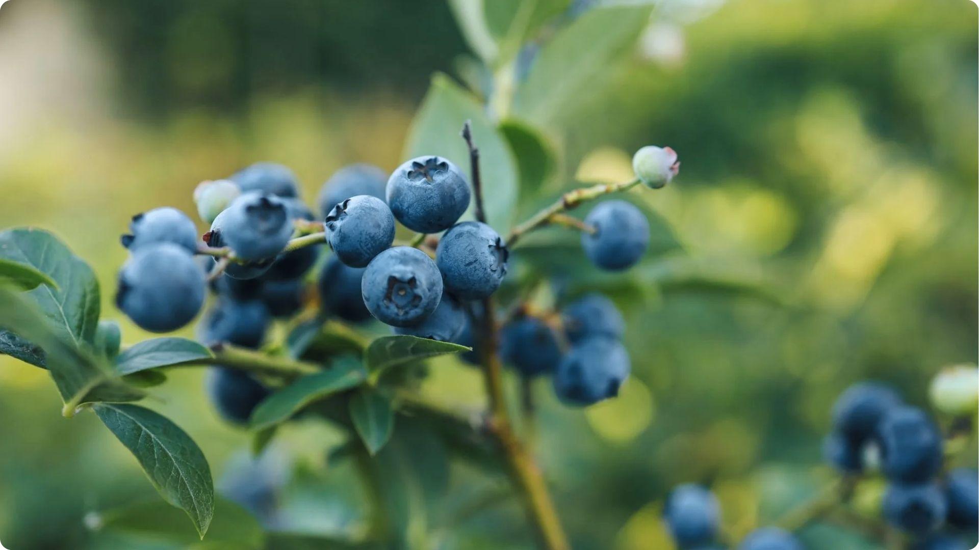 Close-up of plump ripe blueberries on branch with blurred background highlights berry size benefits from proper cross pollination
