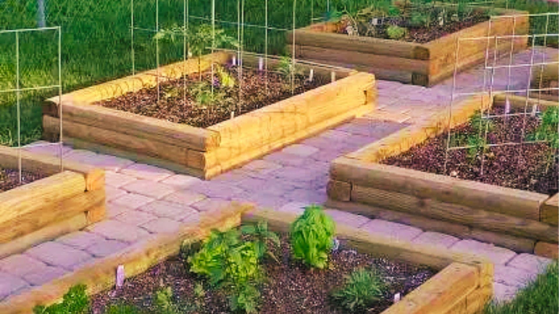 Wooden raised beds with wire trellises and young plants show easy sectioning for 20x20 garden beginners.