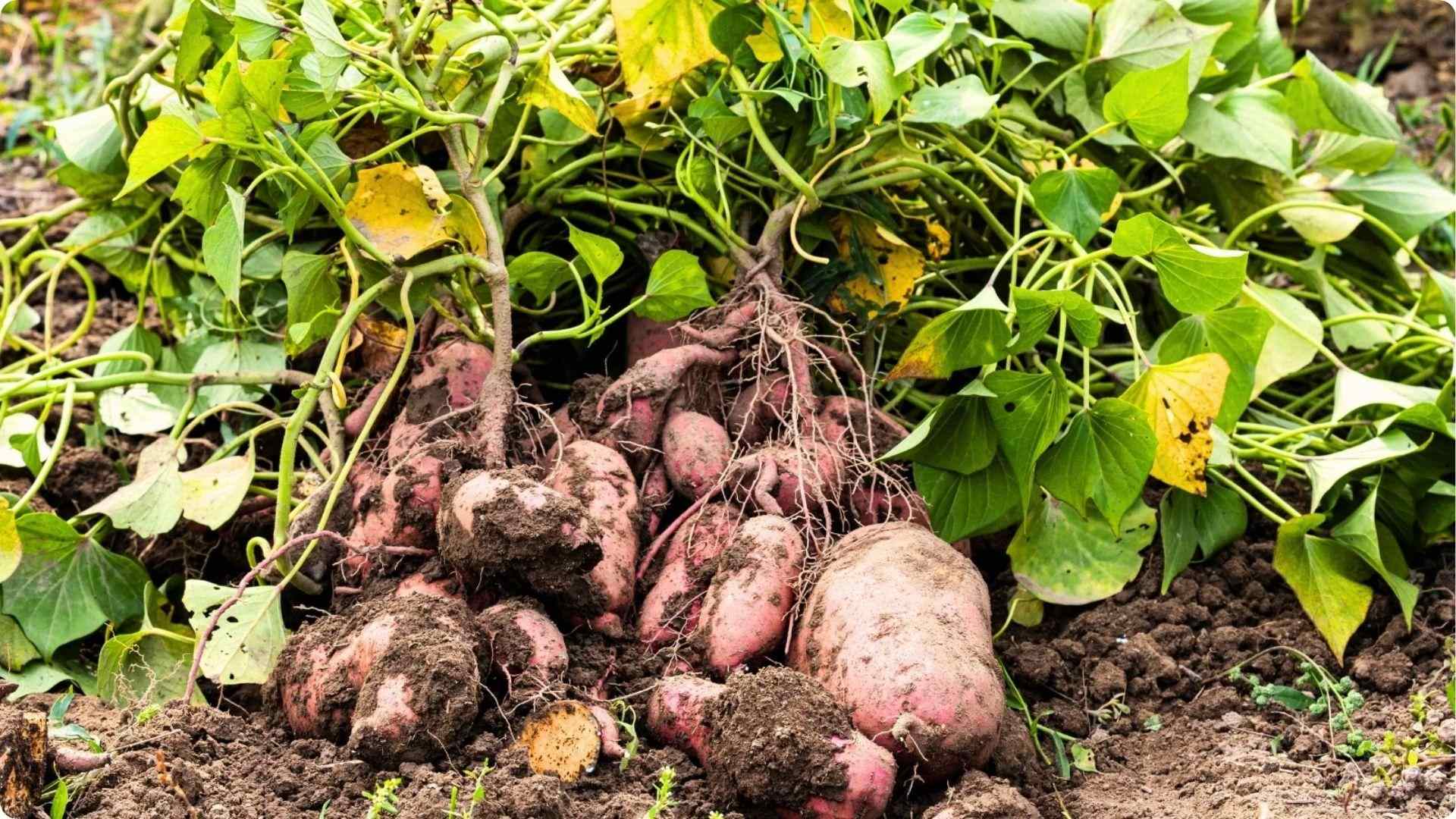Freshly harvested sweet potatoes with vines, a ground-cover companion that suppresses weeds around okra plants