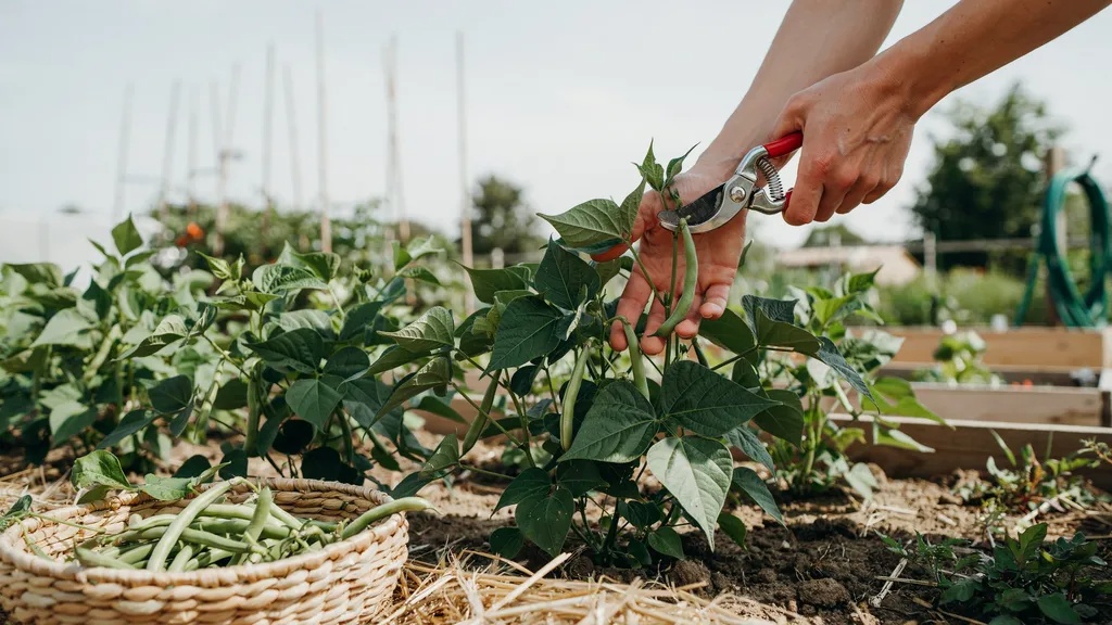 Cutting bush bean pods carefully with garden snips
