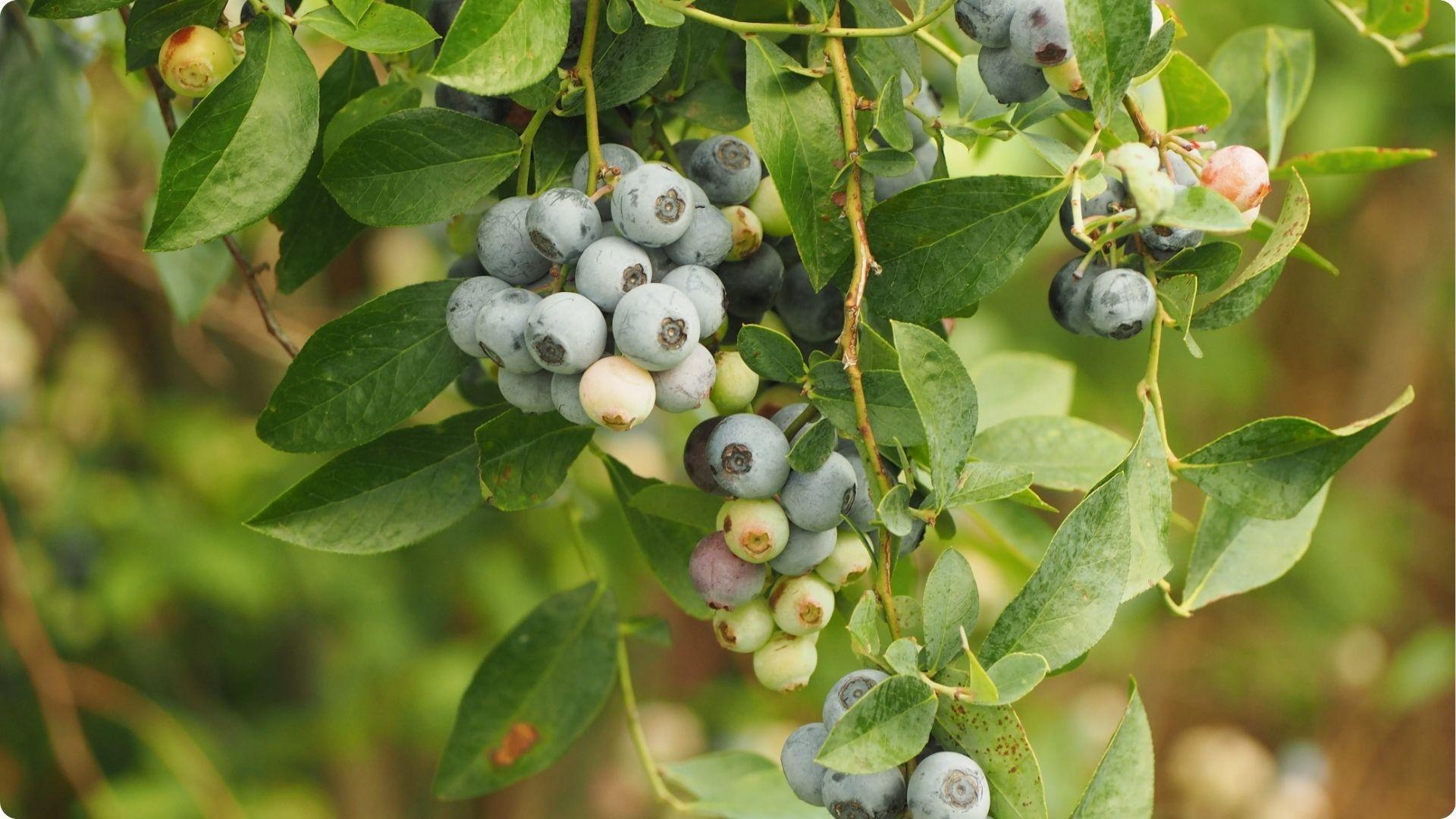 Close-up of ripening blueberry clusters on branch showing berry size variation important for understanding cross pollination benefits