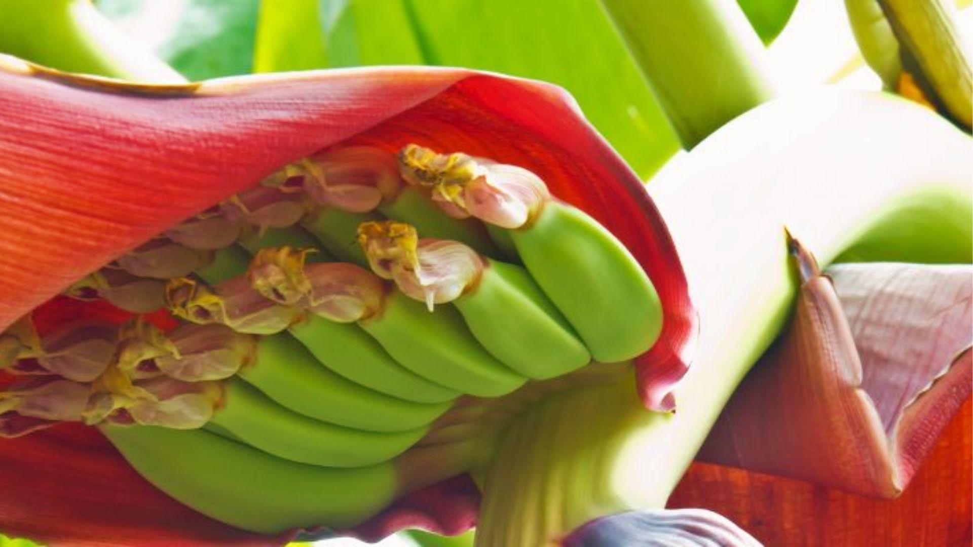 Close-up of red banana flower with tiny emerging fruit at start of 3-4 month bunch growth