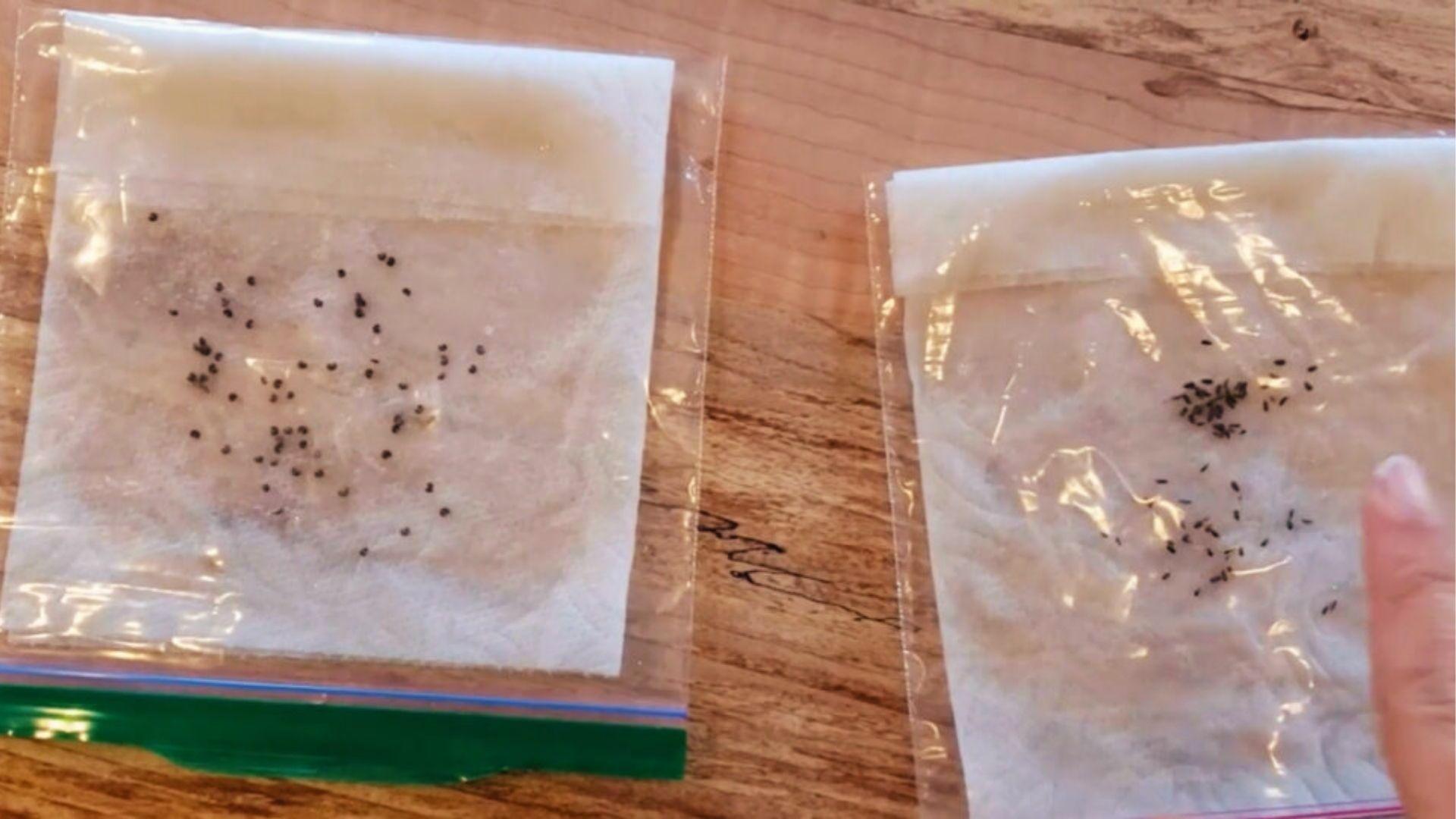 Apple seeds in sealed plastic bags on damp paper towels undergo cold stratification before planting.