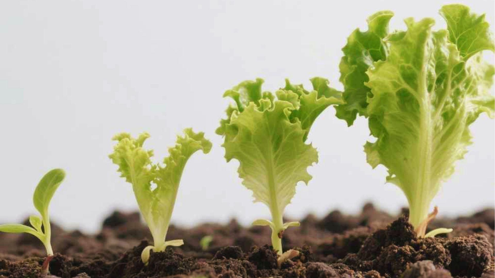 Four 1 week lettuce seedlings at progressive growth stages in dark soil against a white backdrop.