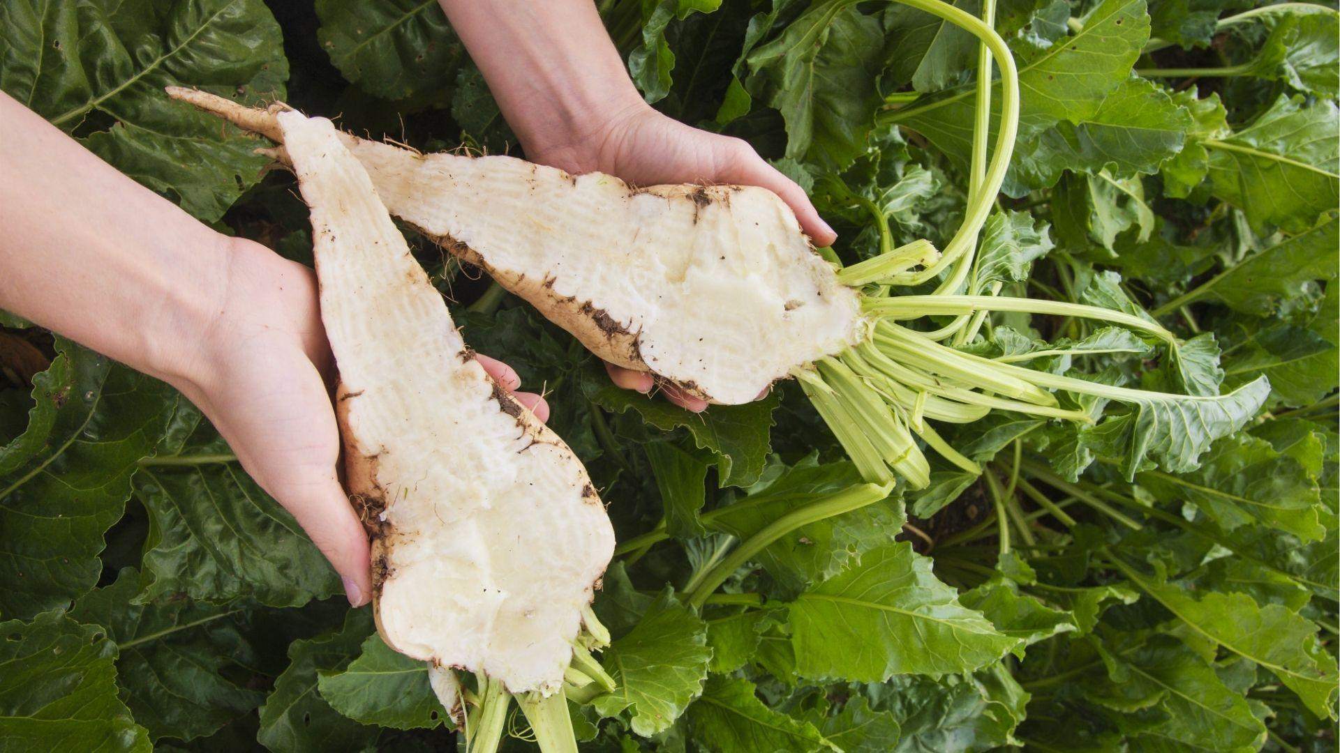 Large white sugar beet split in half by hands, showing pale flesh and green stems, garden backdrop.