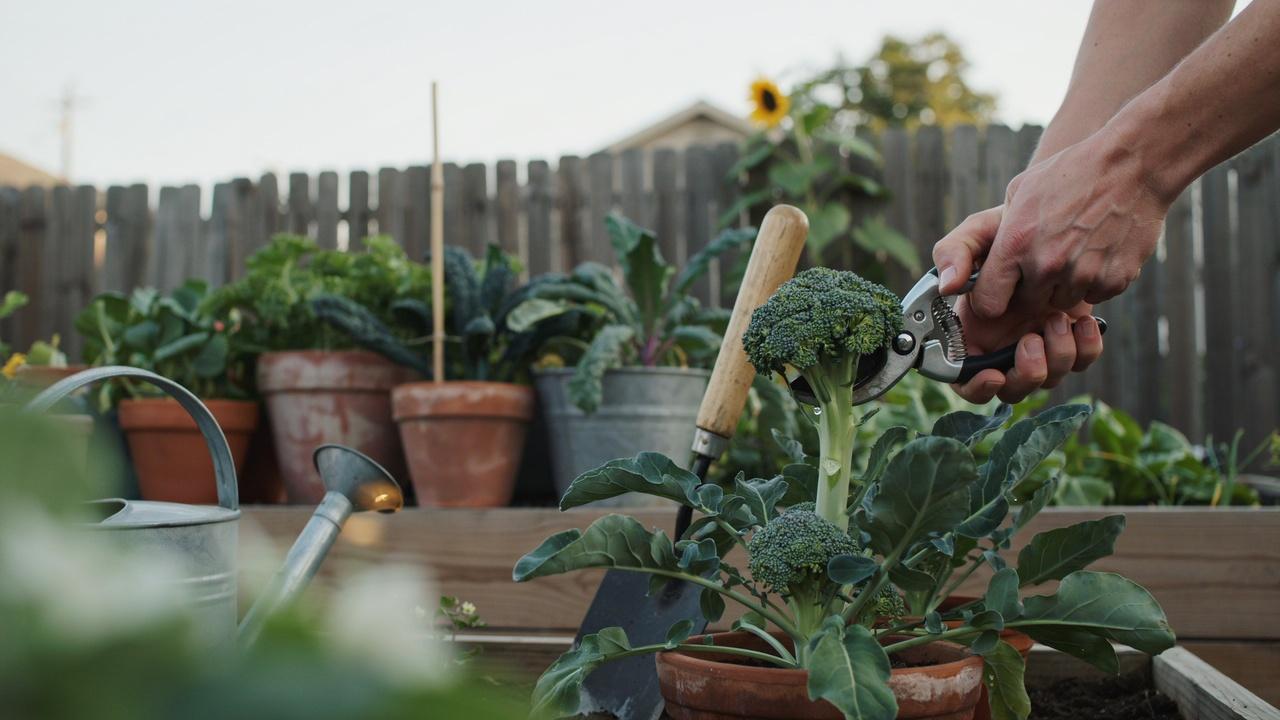Gardener harvesting a broccoli head using garden shears.