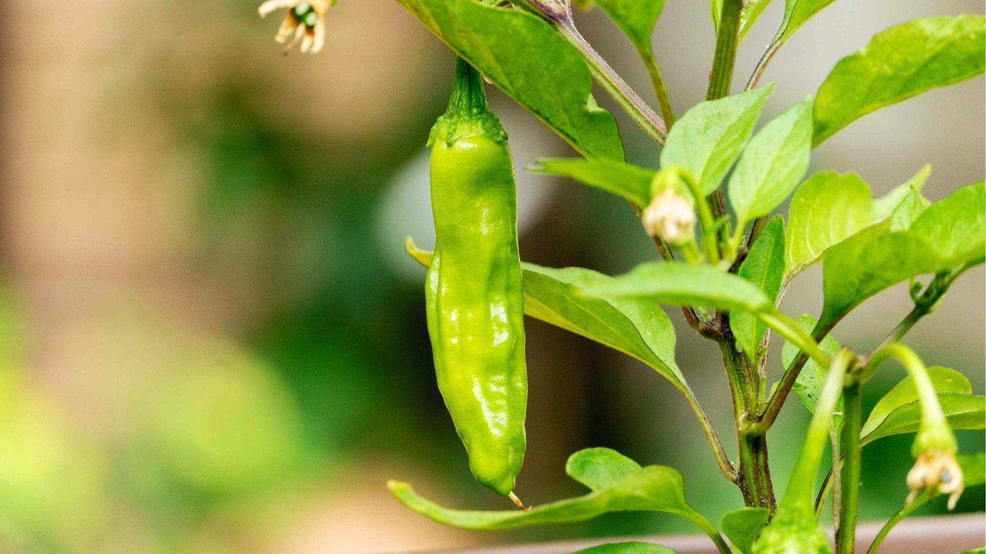 Single glossy green shishito pepper on stem, harvest when 3 inches long before color shifts to red.